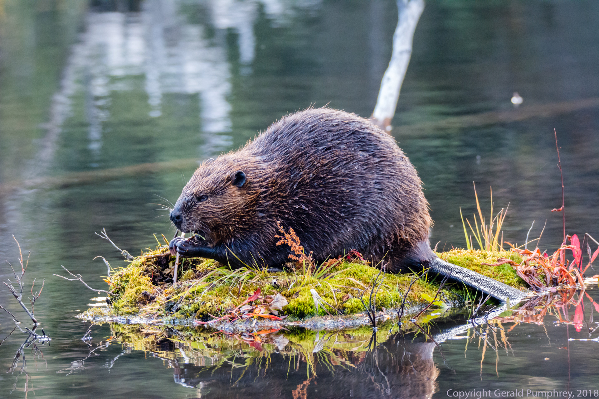 Beaver