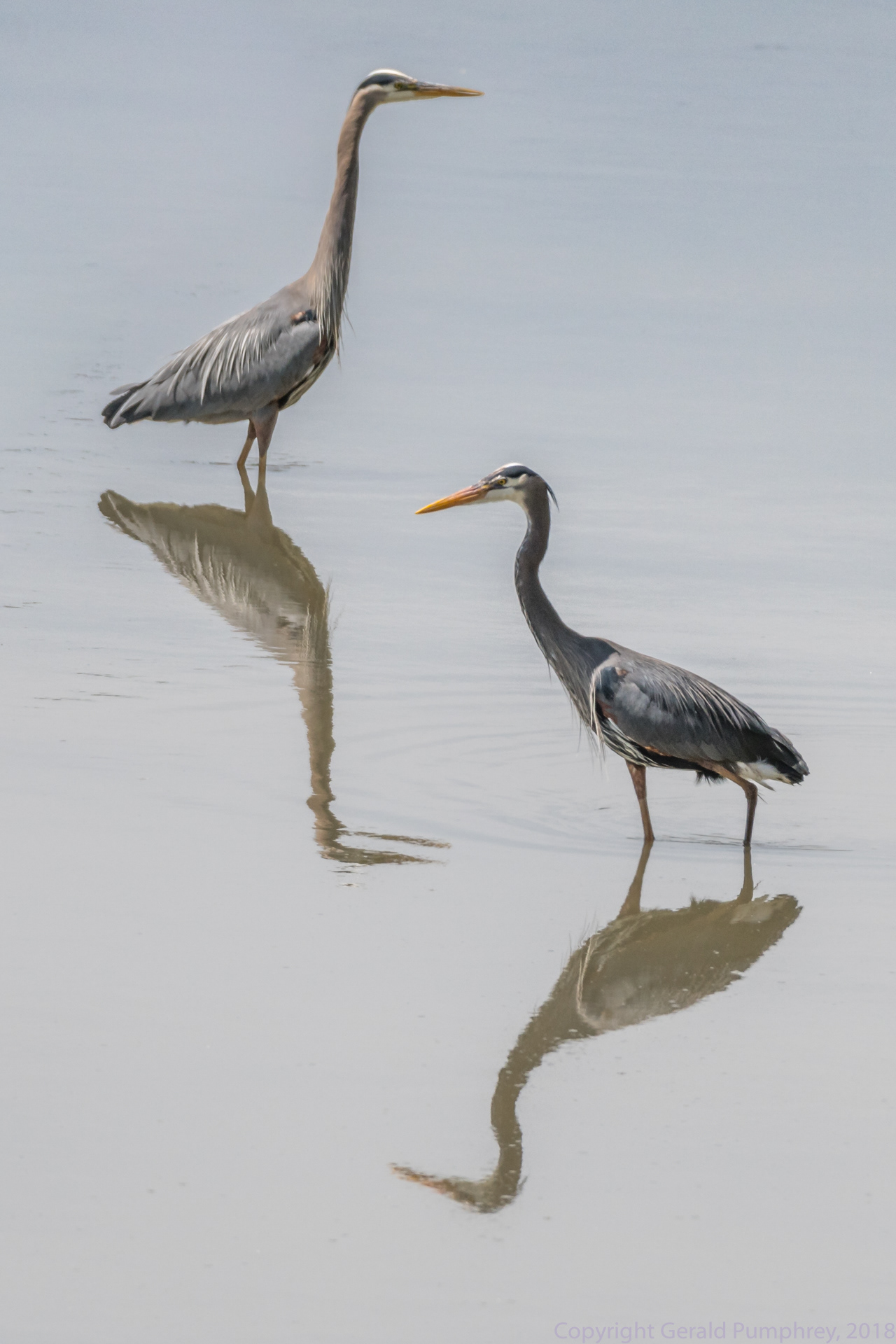 Great Blue Herons