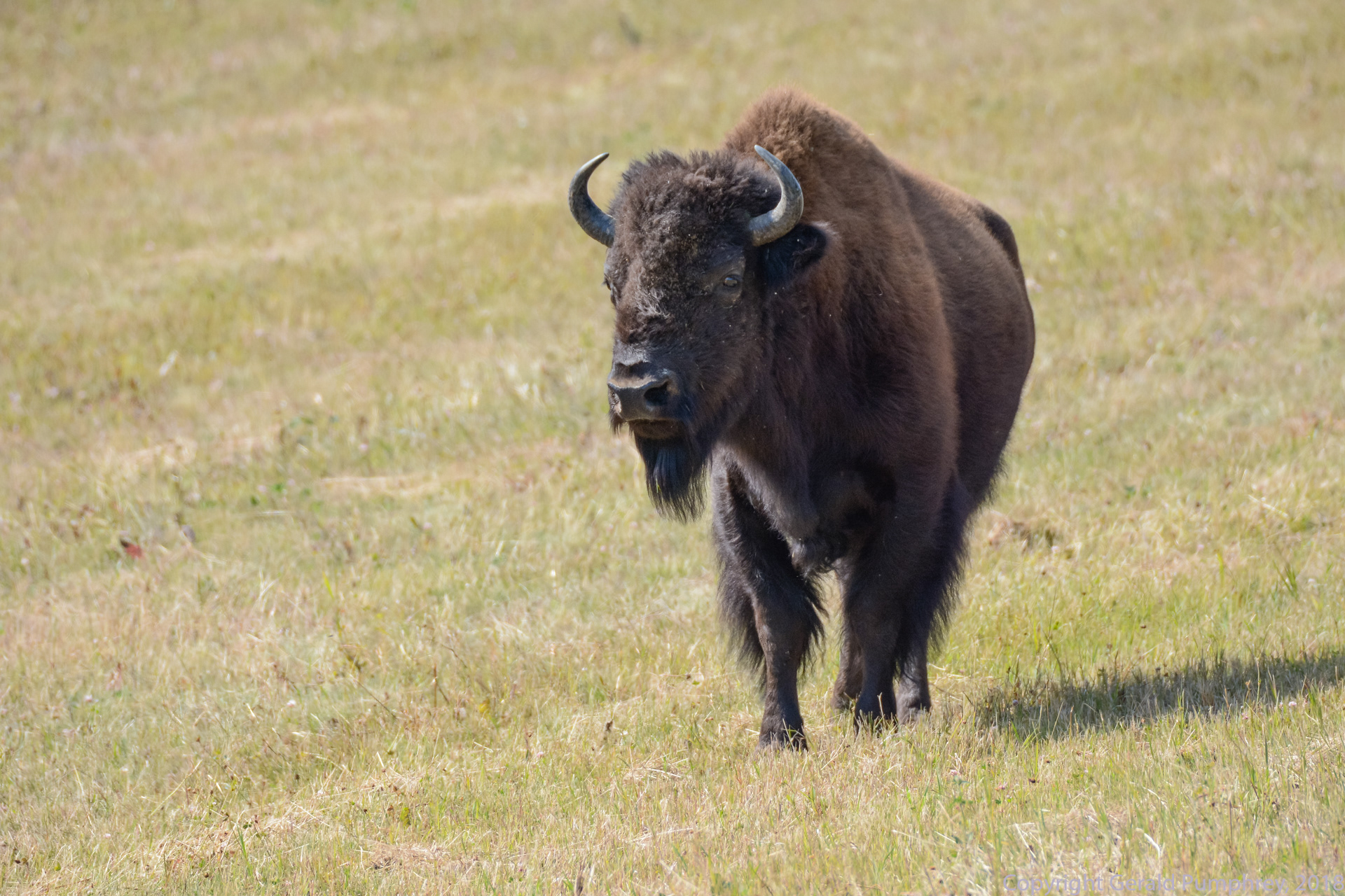 Wood Bison