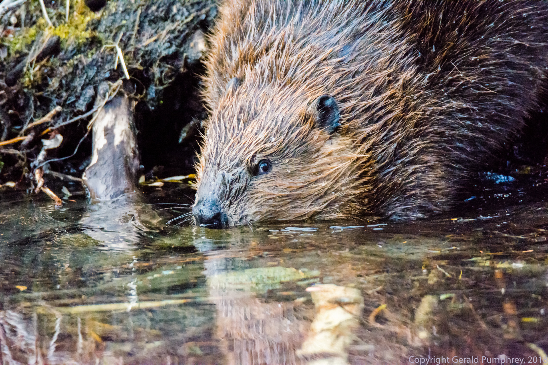 Beaver