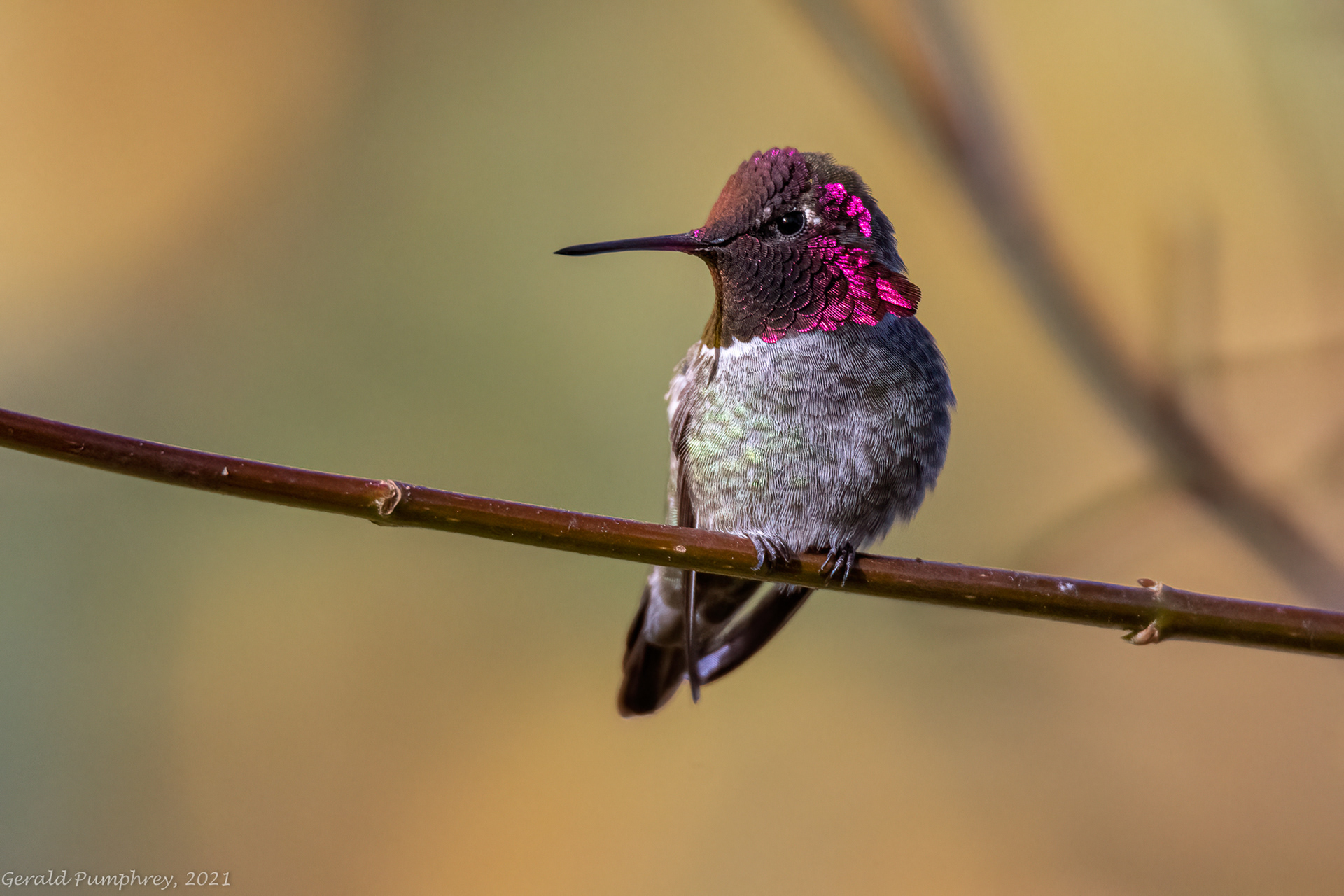 Anna's Hummingbird