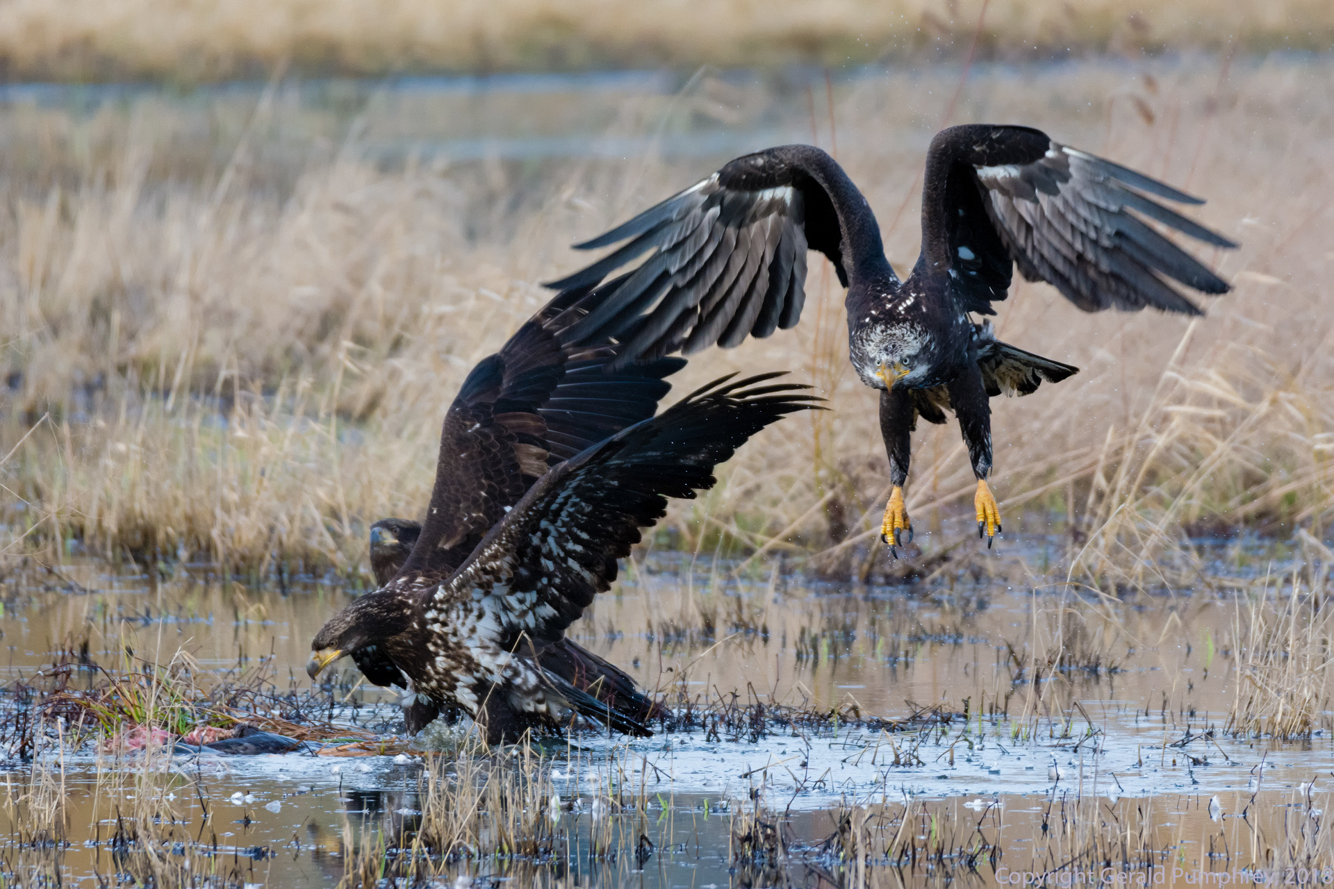 Bald Eagles