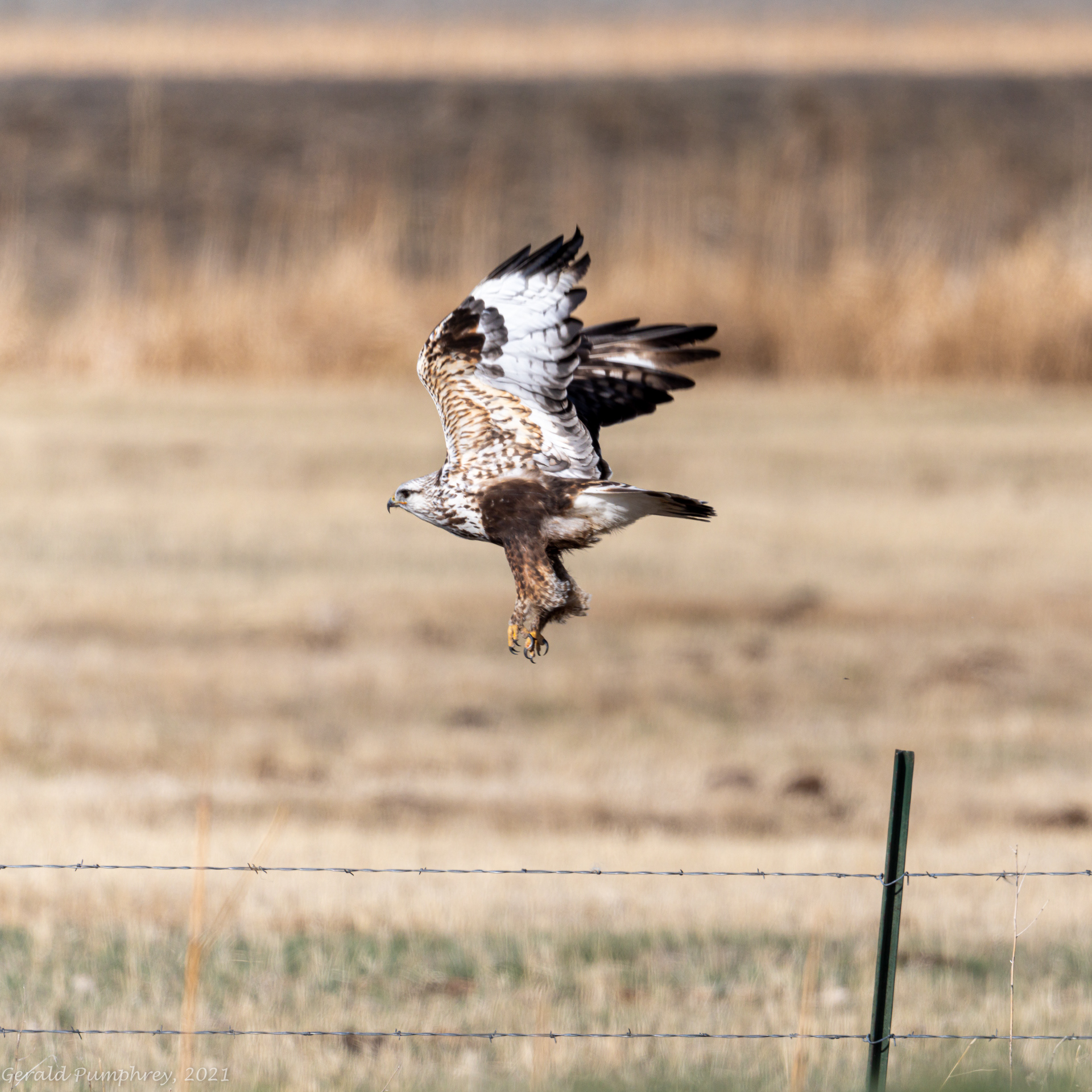 Rough-legged Hawk