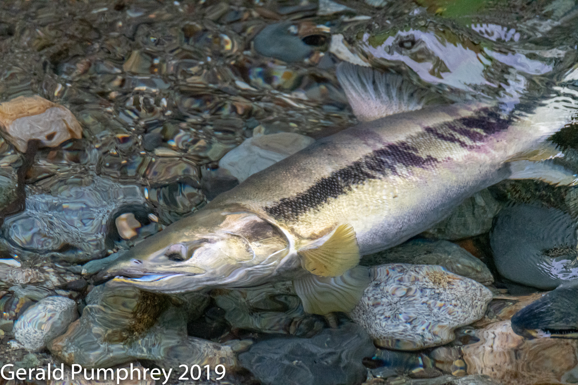 Chum Salmon Hen Spawning, Fish Creek, Hyde Alaska
