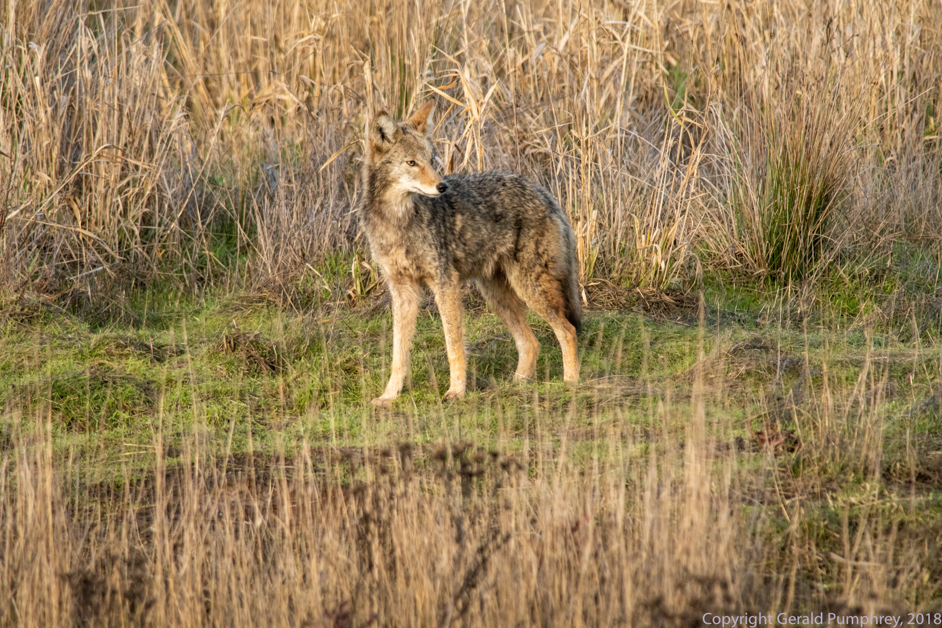 Coyote