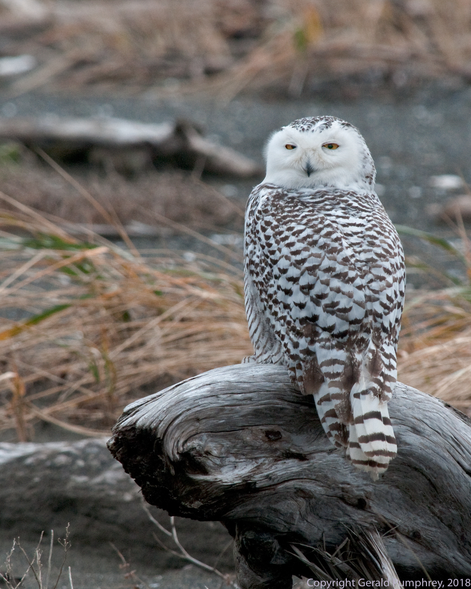 Snowy Owl
