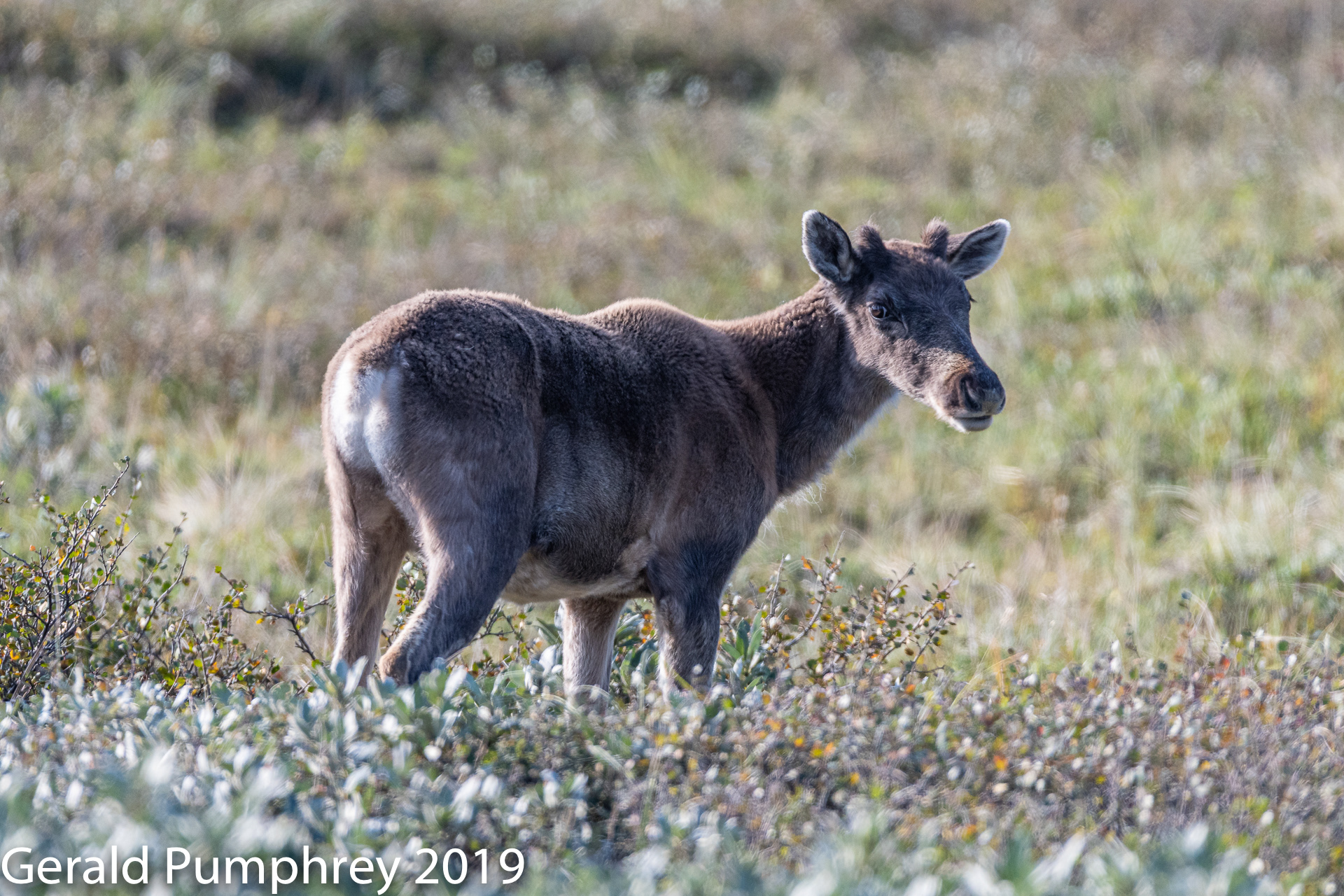 Barren Ground Caribou Calf