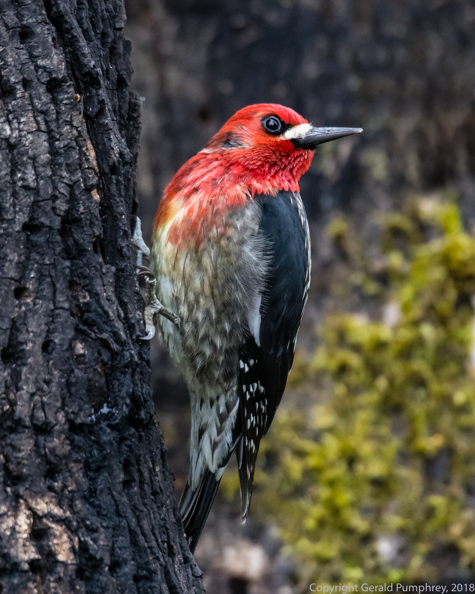 Red-breasted Sapsucker