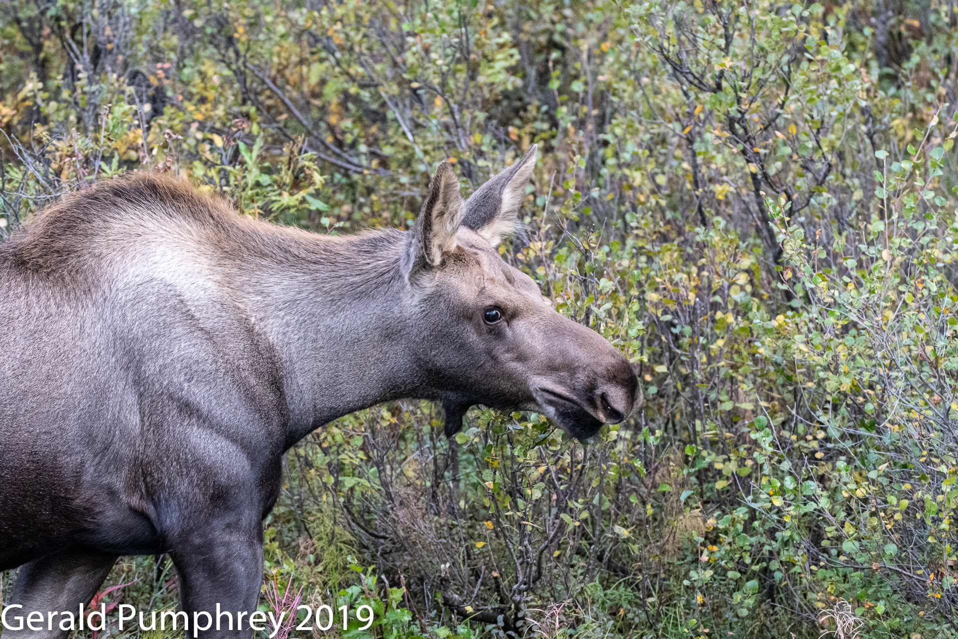 Moose Calf