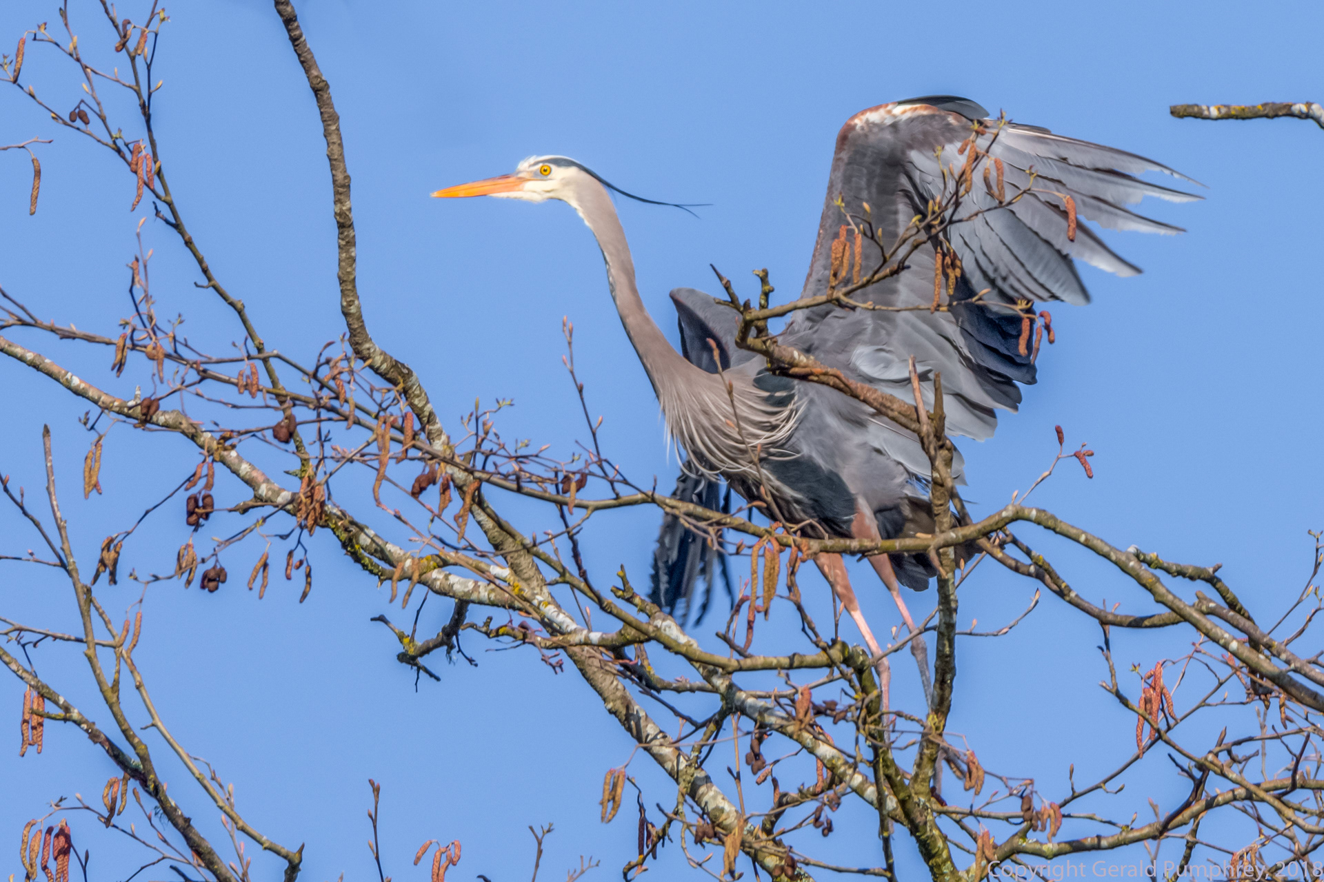 Great Blue Heron