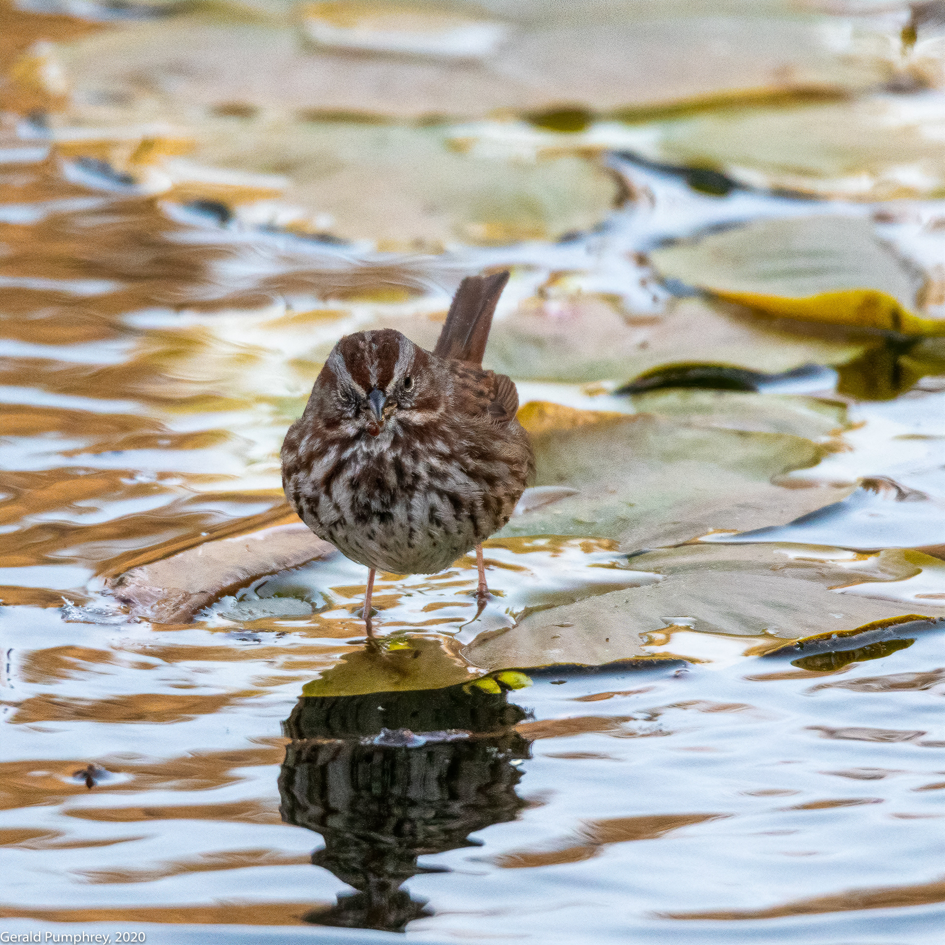 Song Sparrow