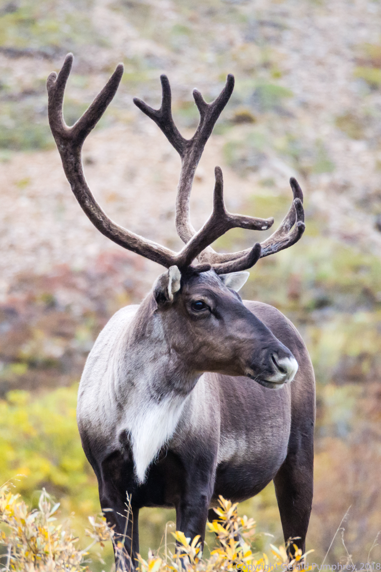 Barren ground Caribou