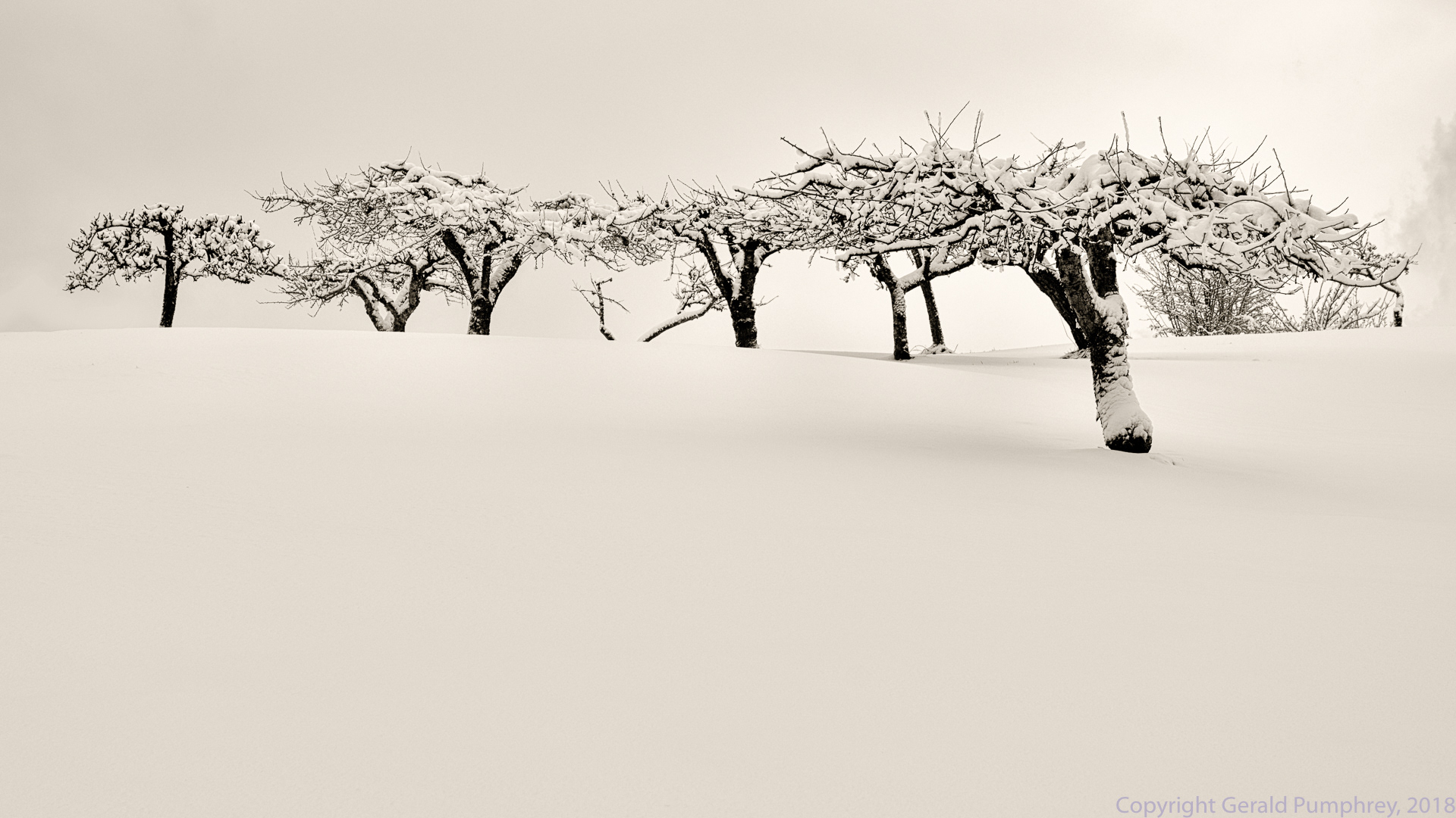 Swayne Drive Orchard