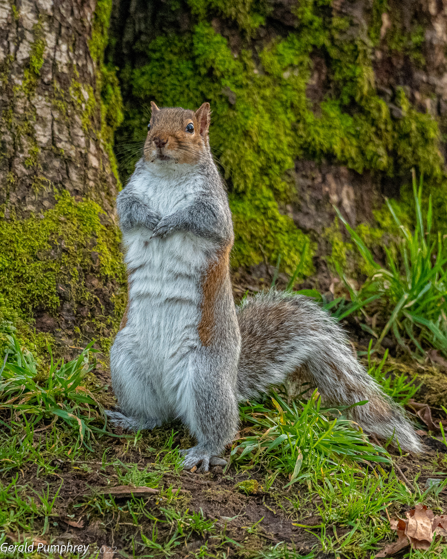 Gray Squirrel