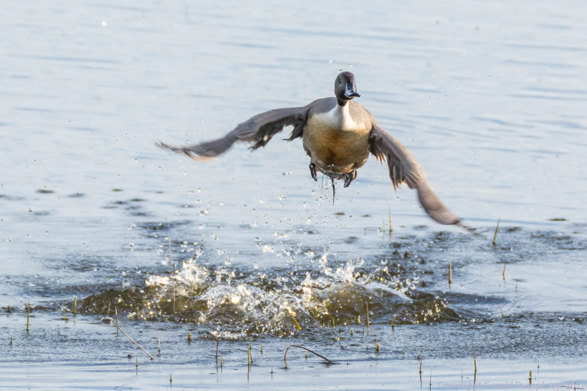 Pintail Drake