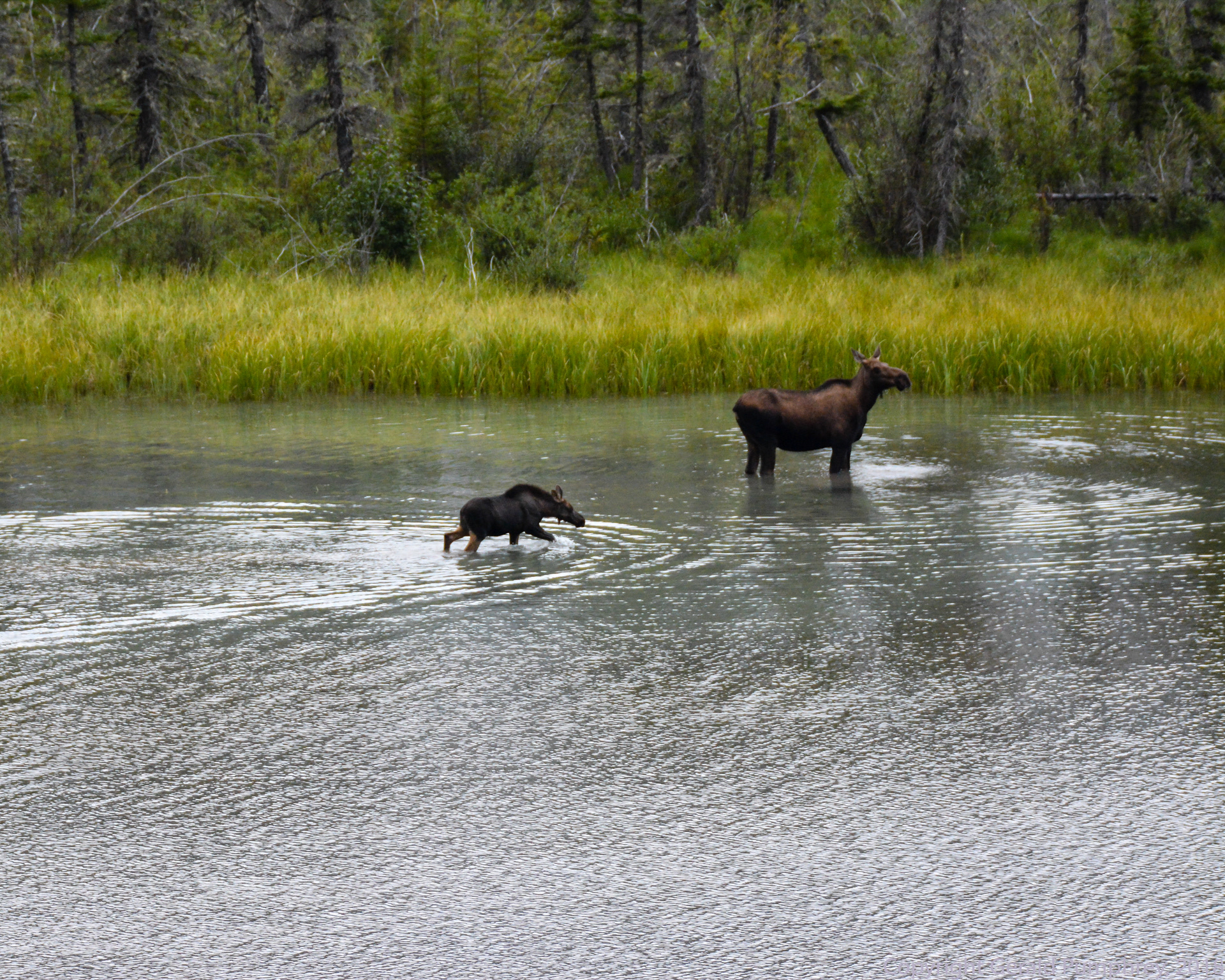 Moose Cow and Calf
