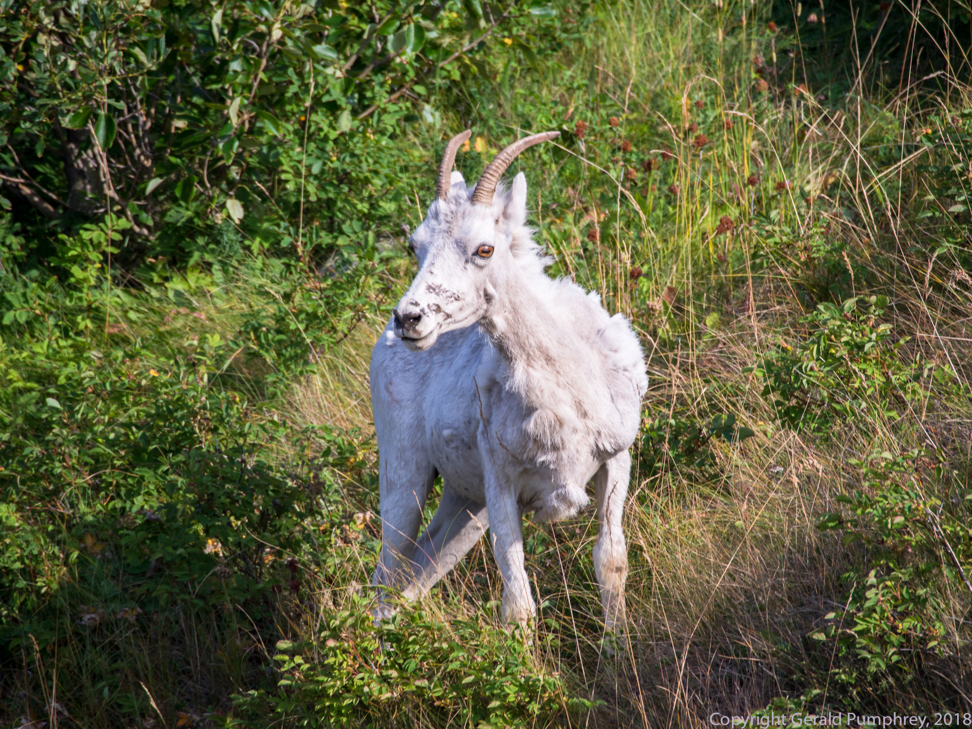 Dall's Sheep