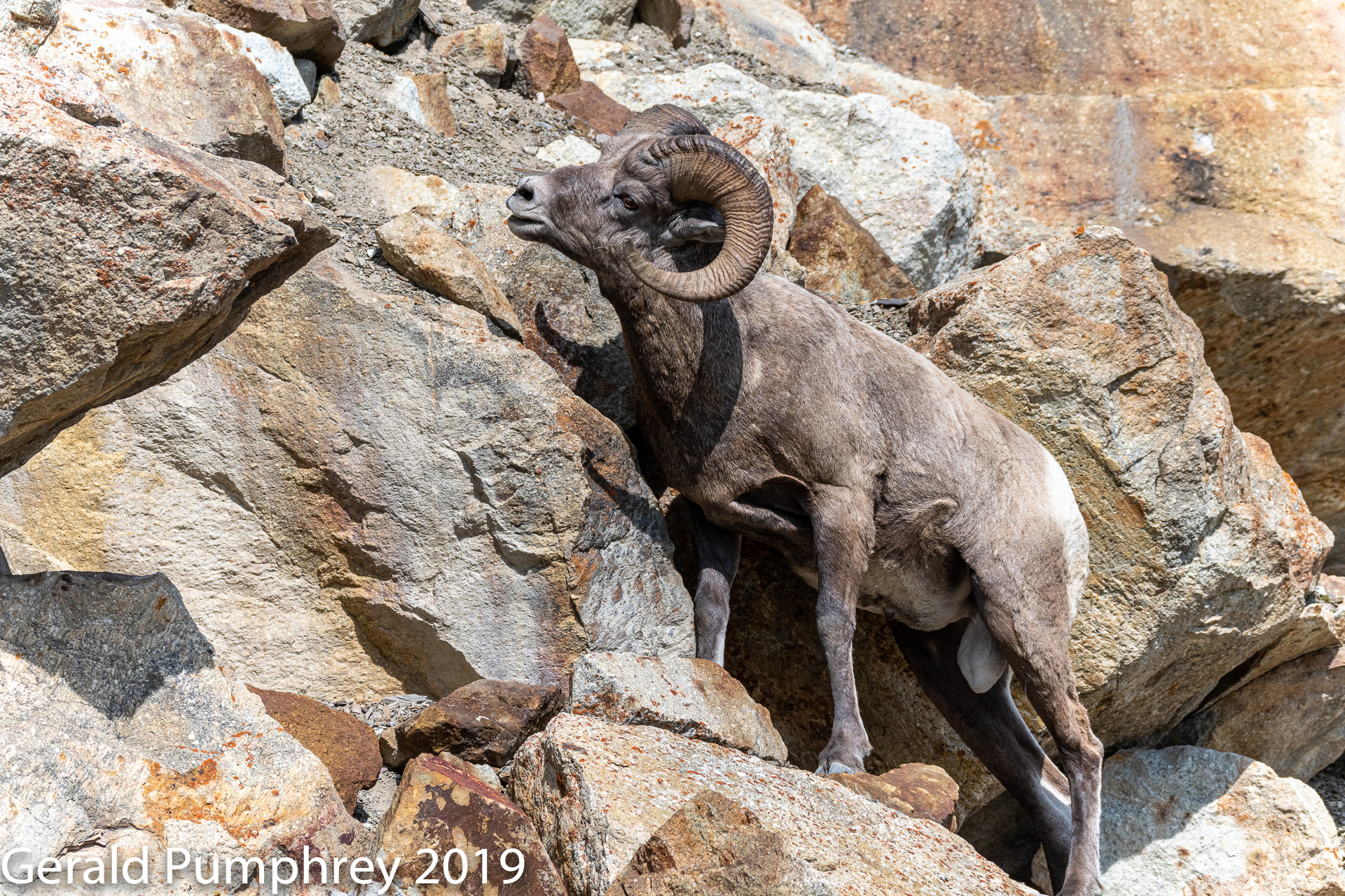 Mountain Bighorn Ram