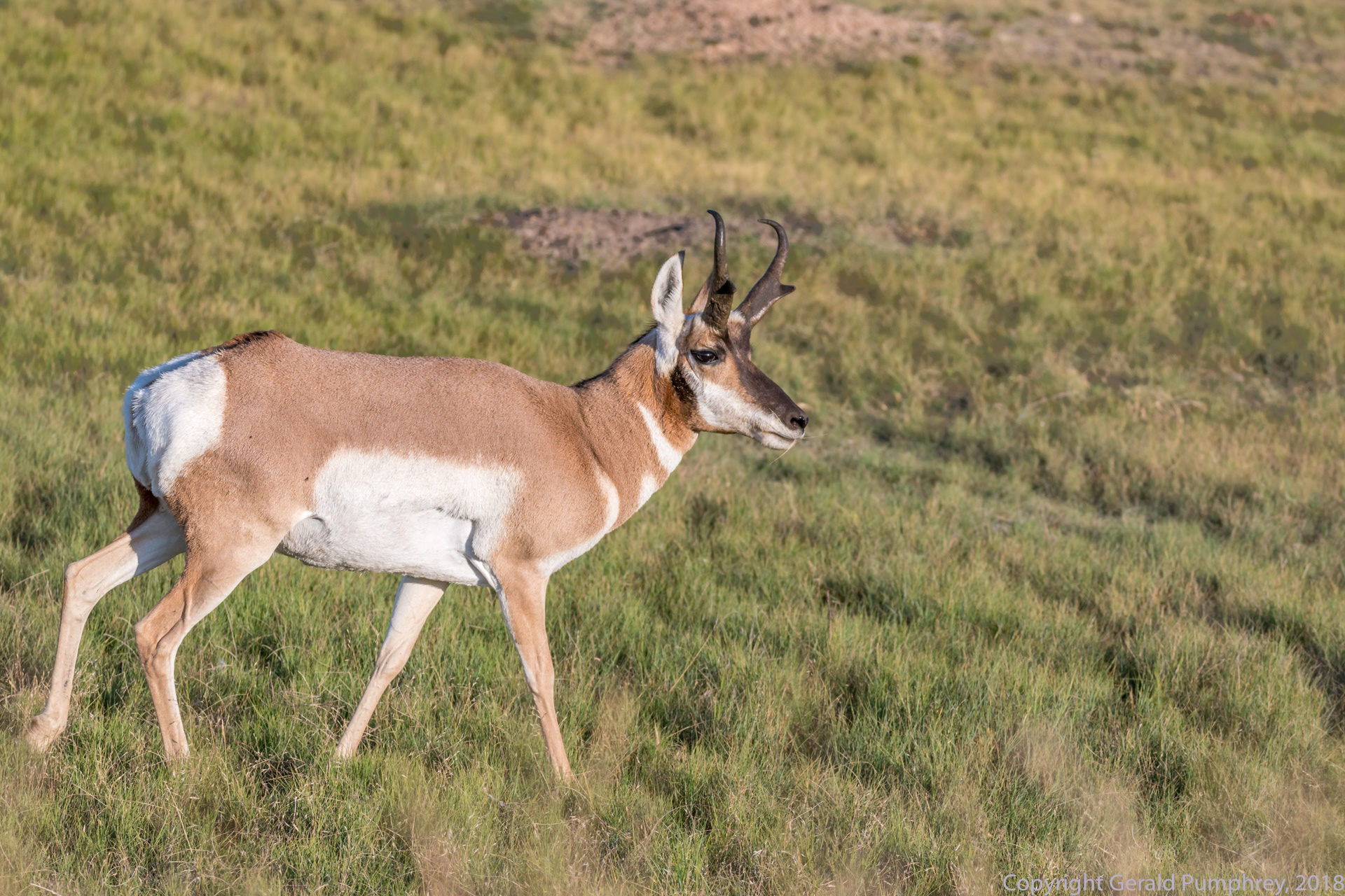Pronghorn