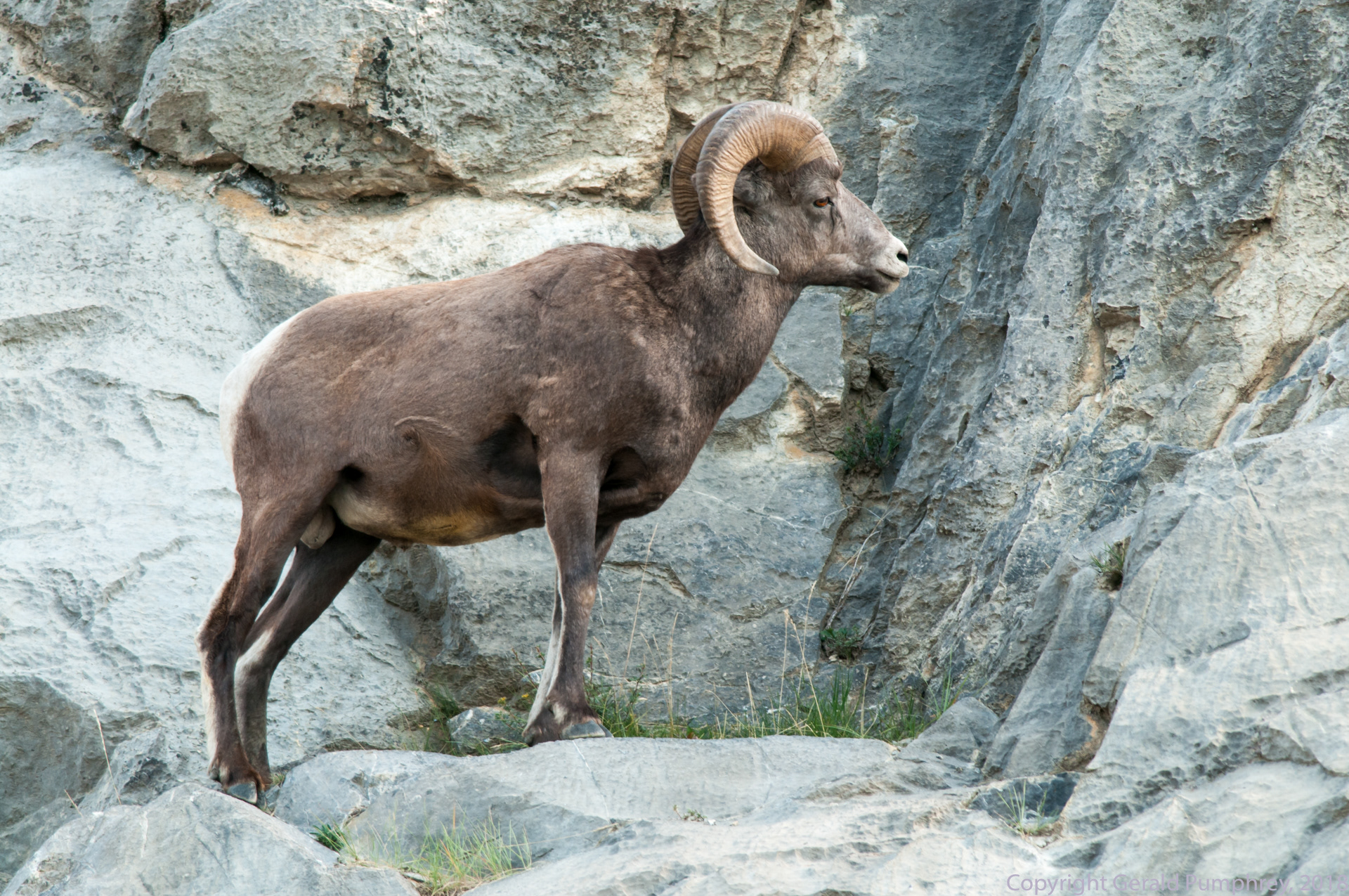 Mountain Bighorn Sheep