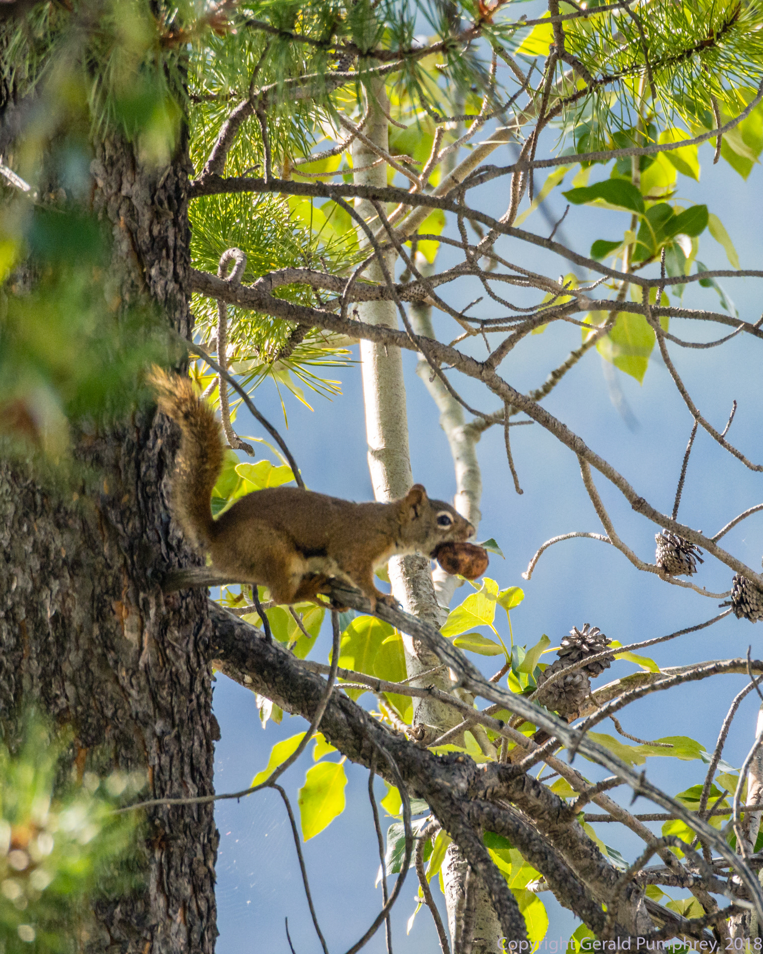 Red Squirrel