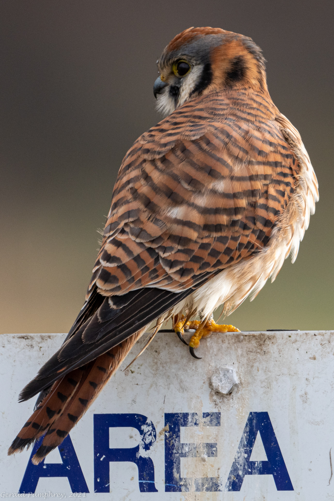 American Kestrel