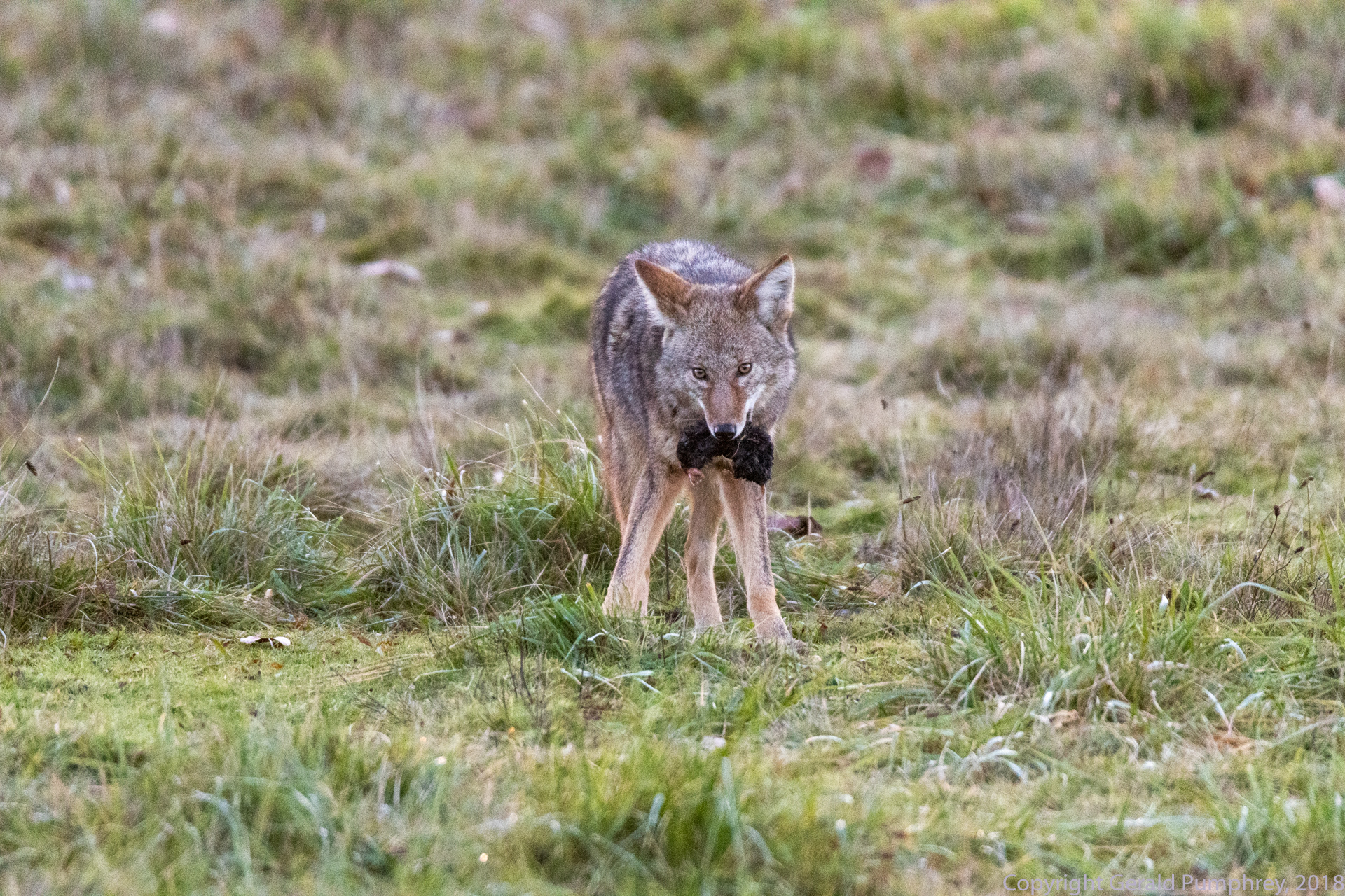 Coyote