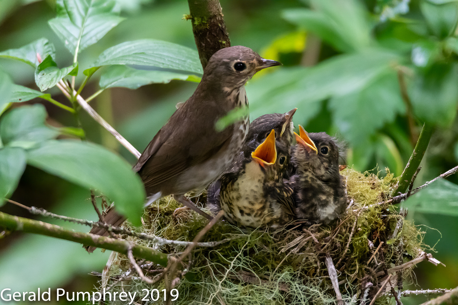 Swainson's Thrush and Nestlings
