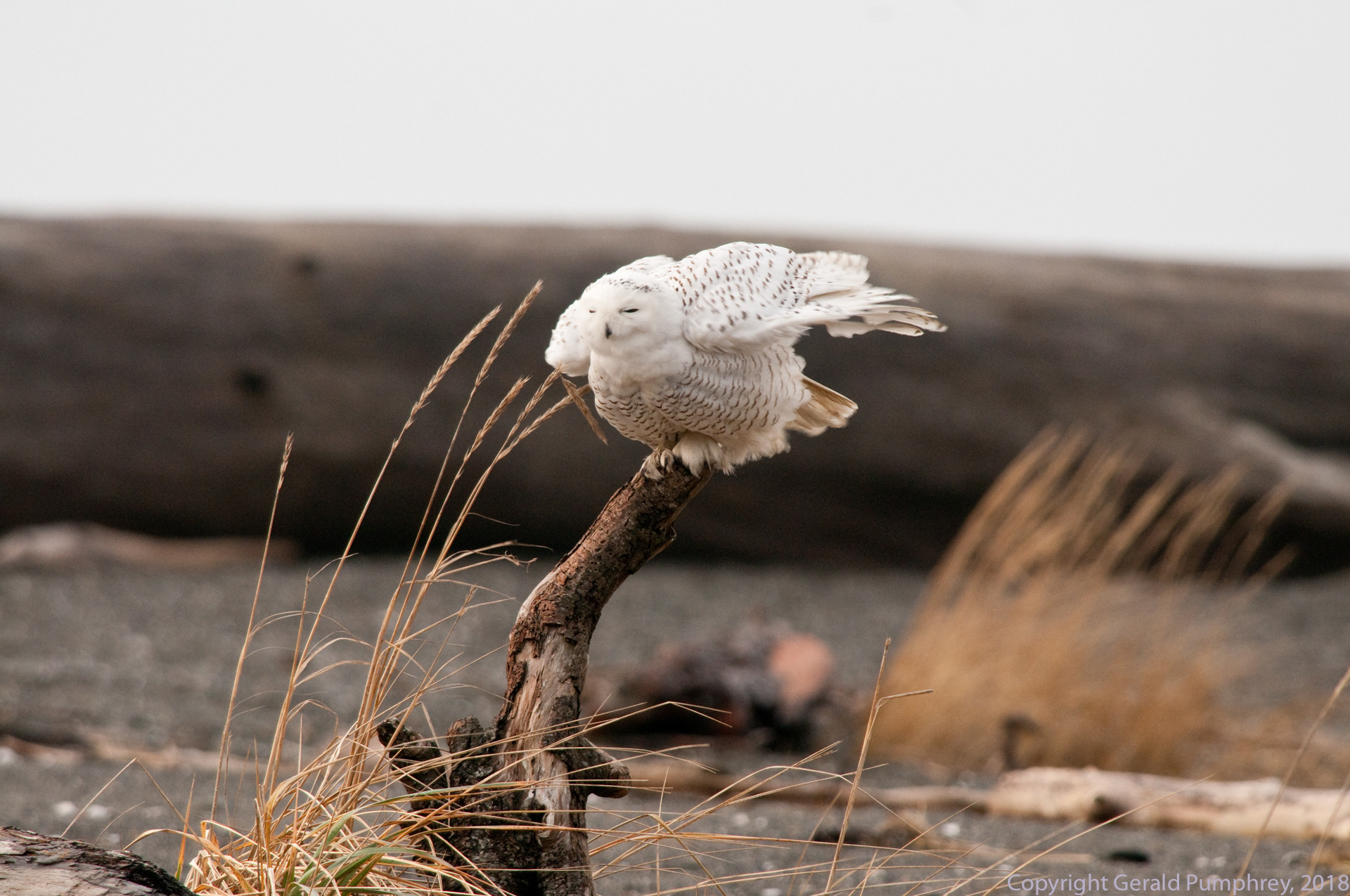 Snowy Owl