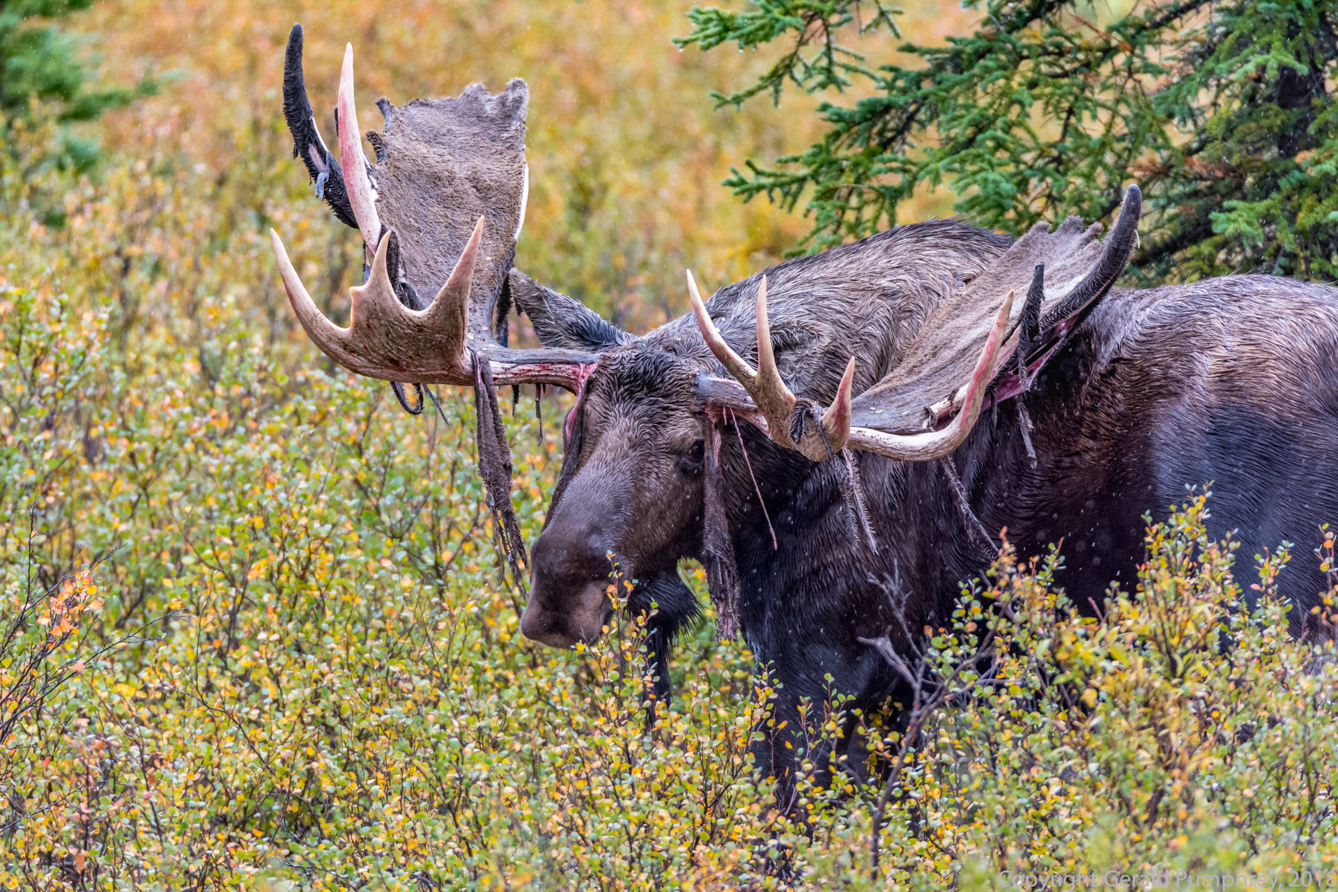 Bull Moose Shedding Velvet