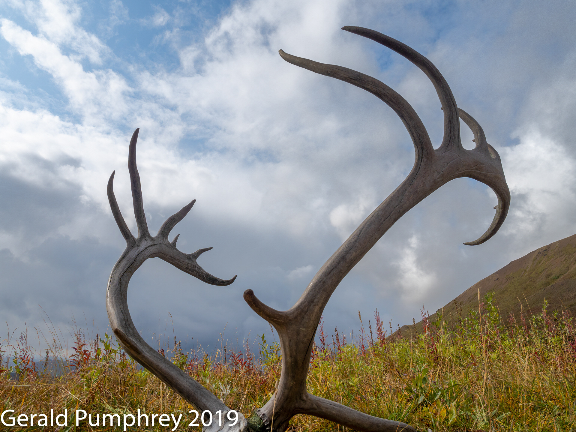 Caribou Antlers