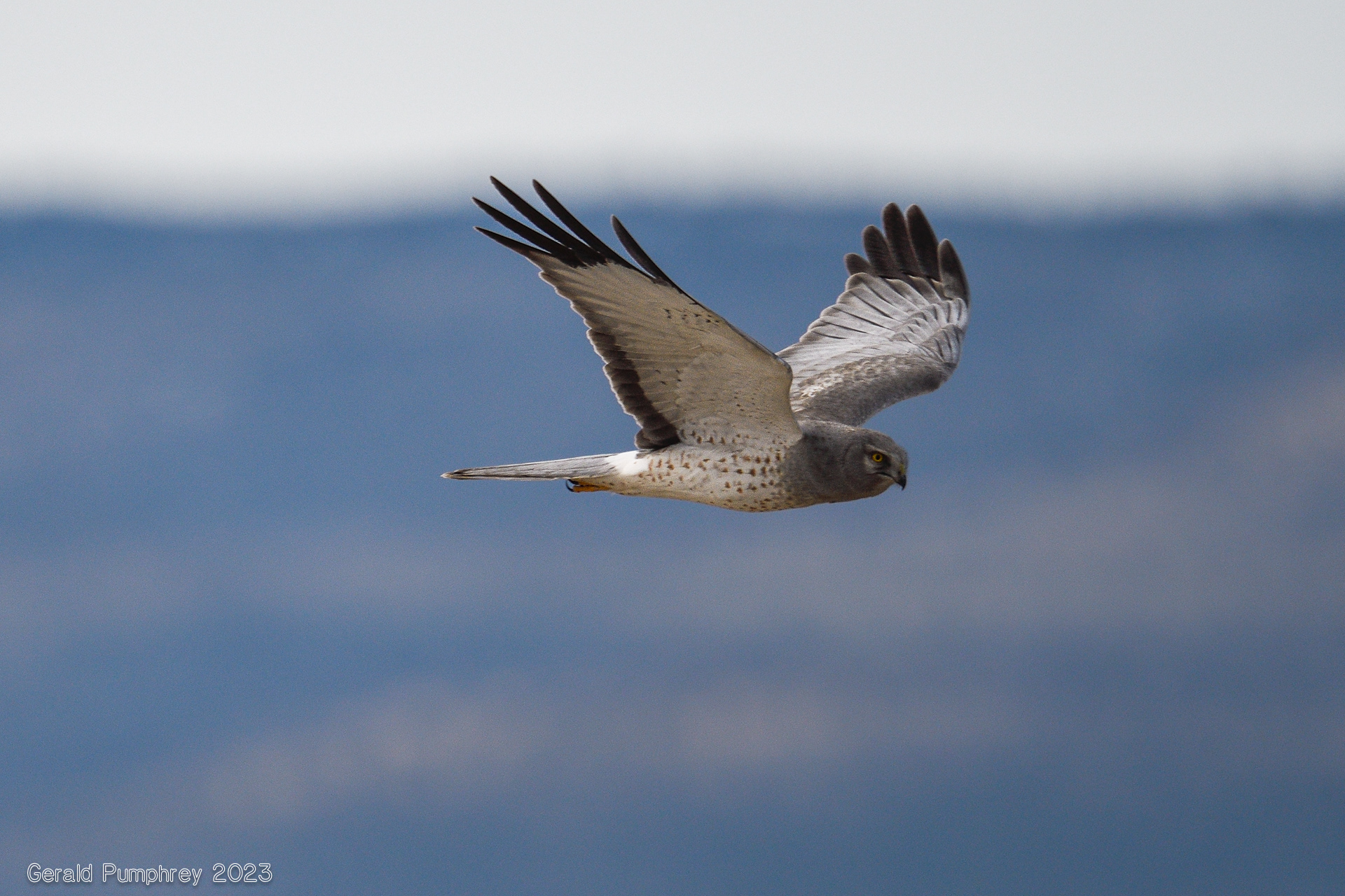 Northern Harrier