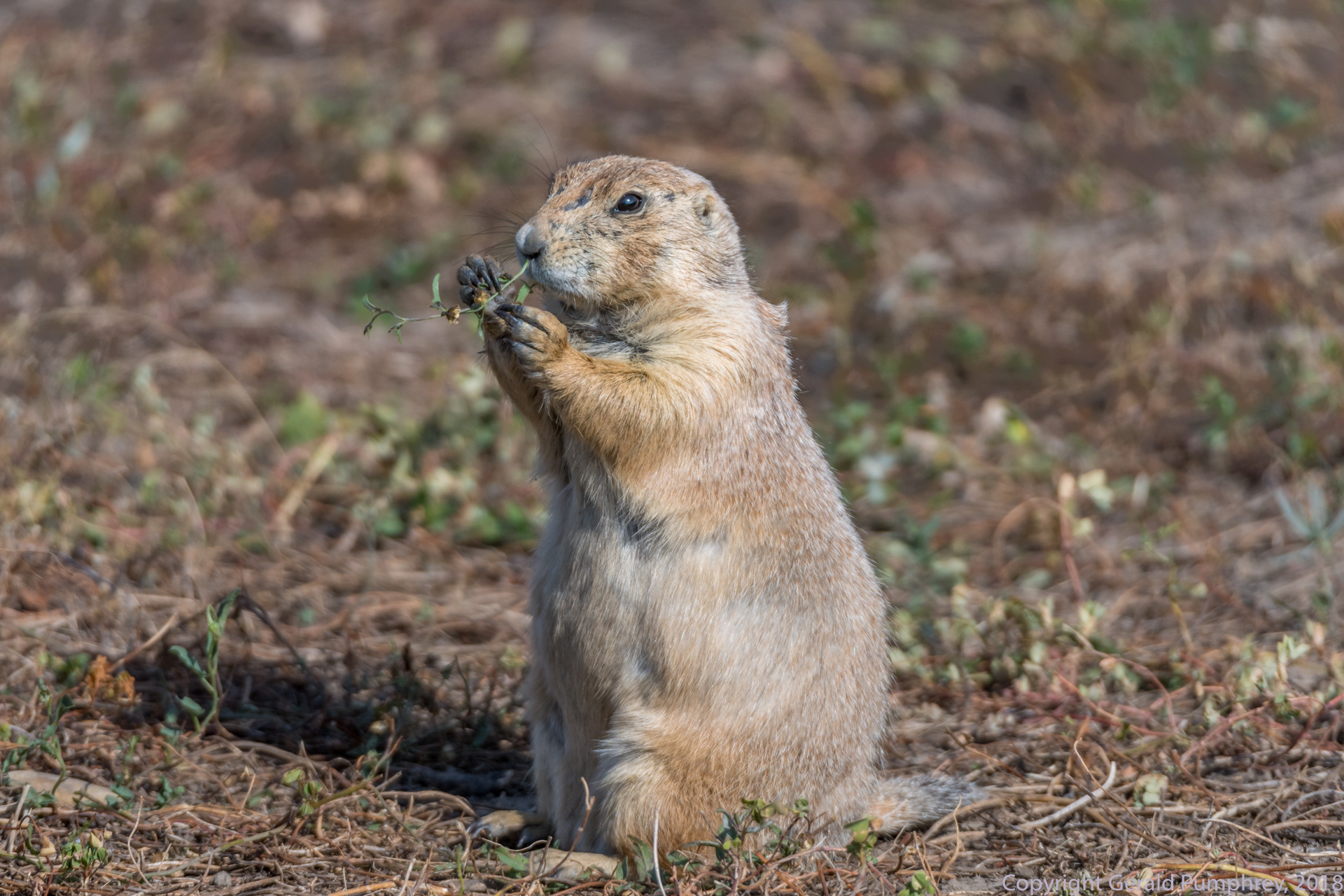 Prairie Dog
