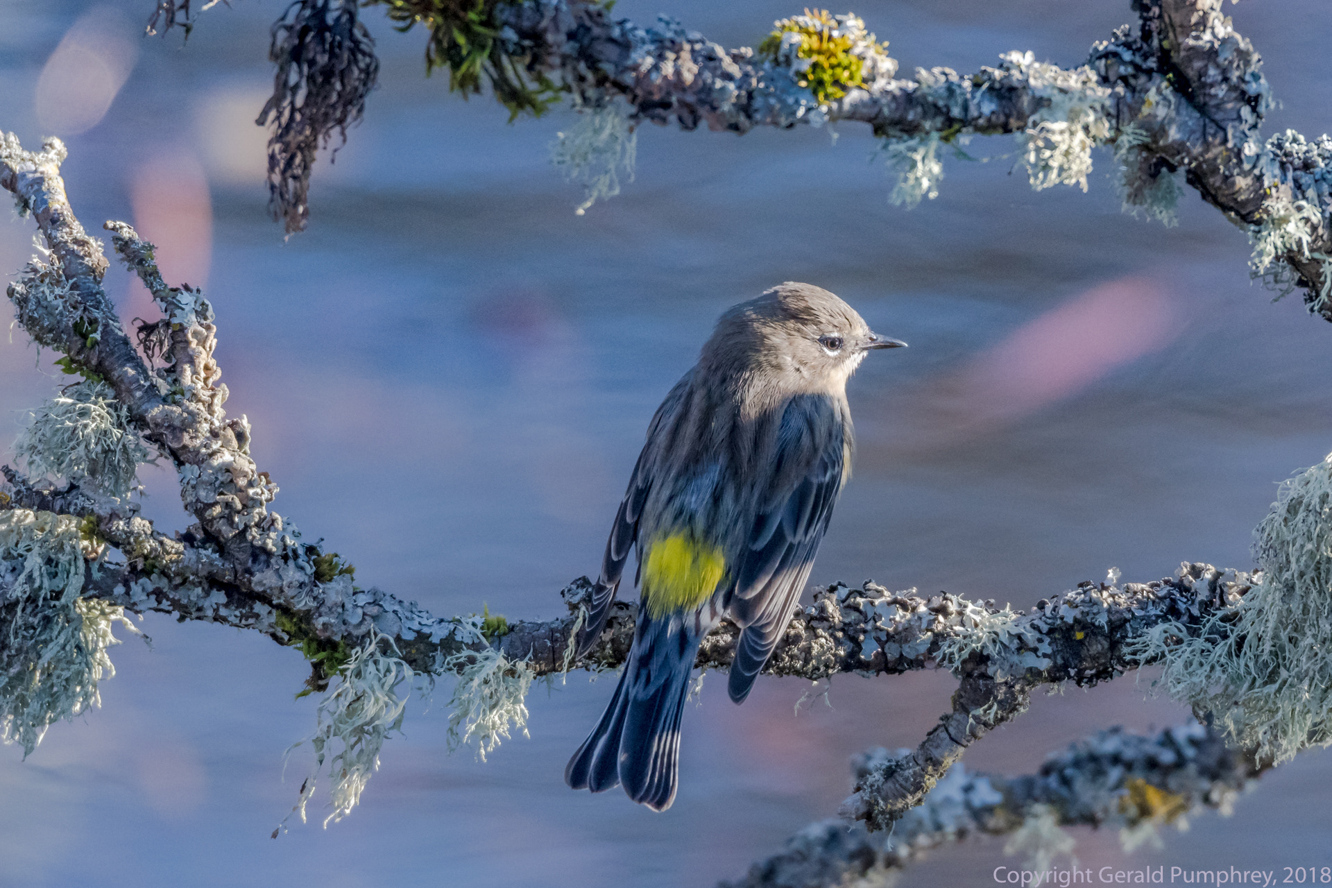 Yellow-rumped Warbler