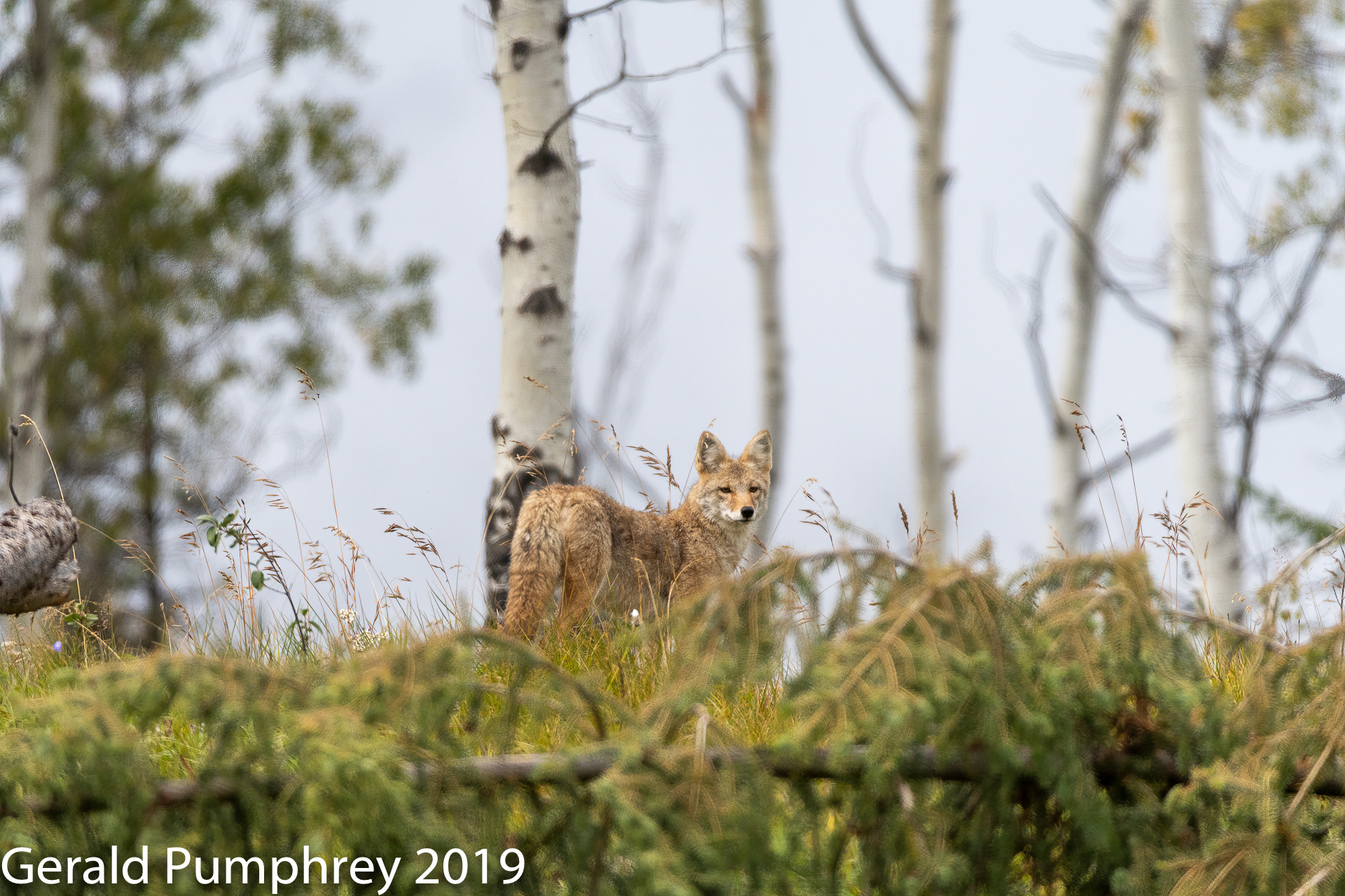 Coyote