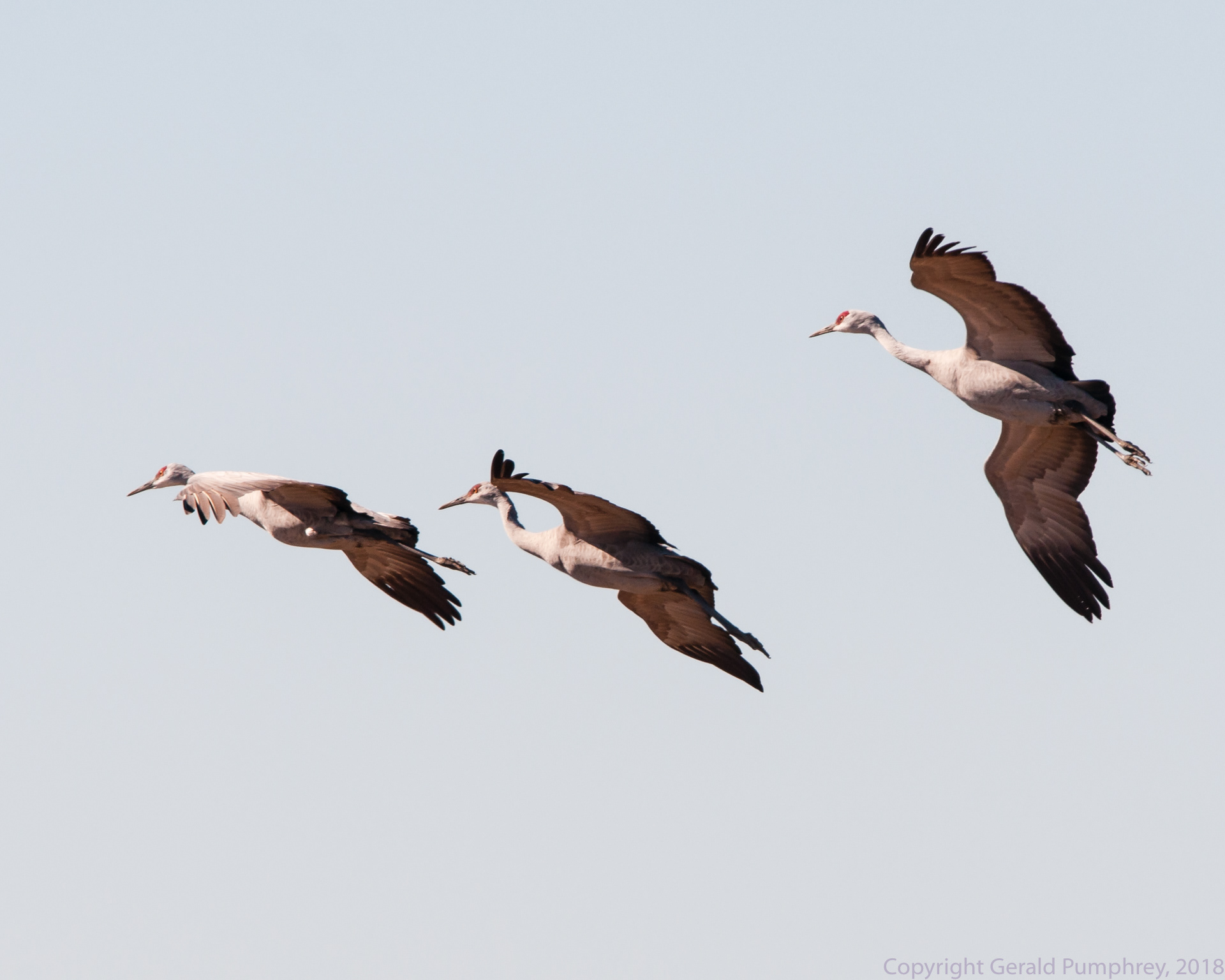 Sandhill Cranes