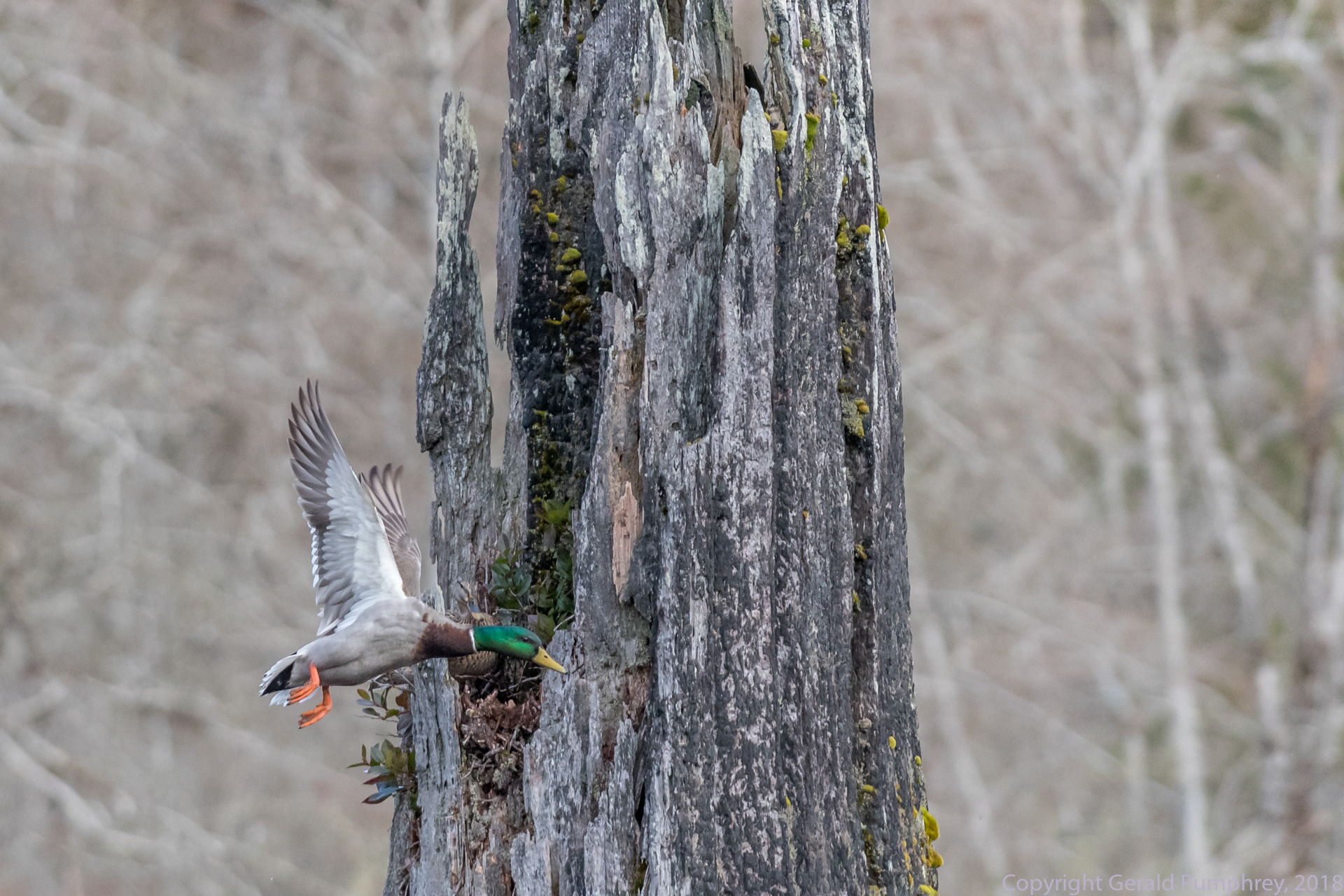 Mallard