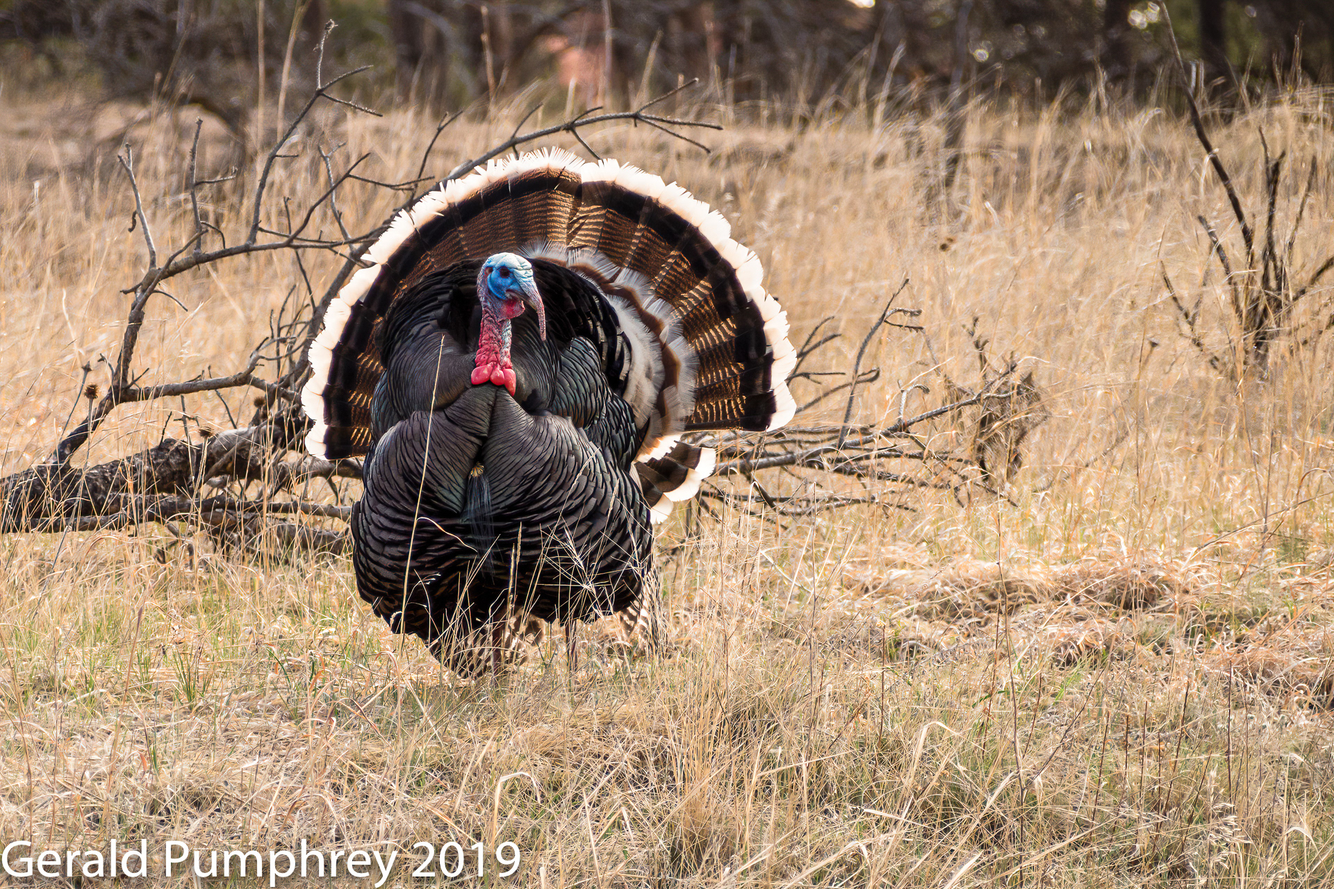 Wild Turkey