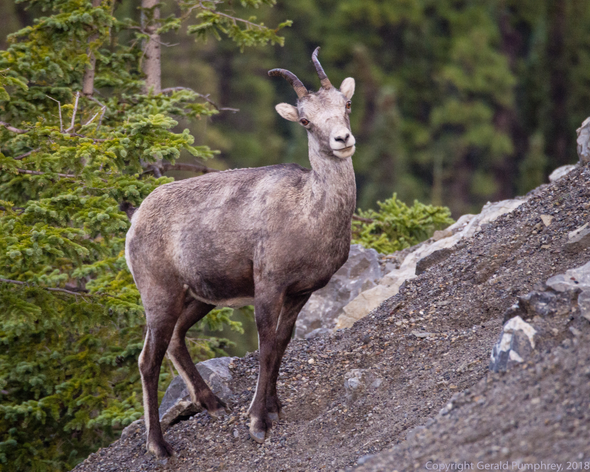 Stone Sheep