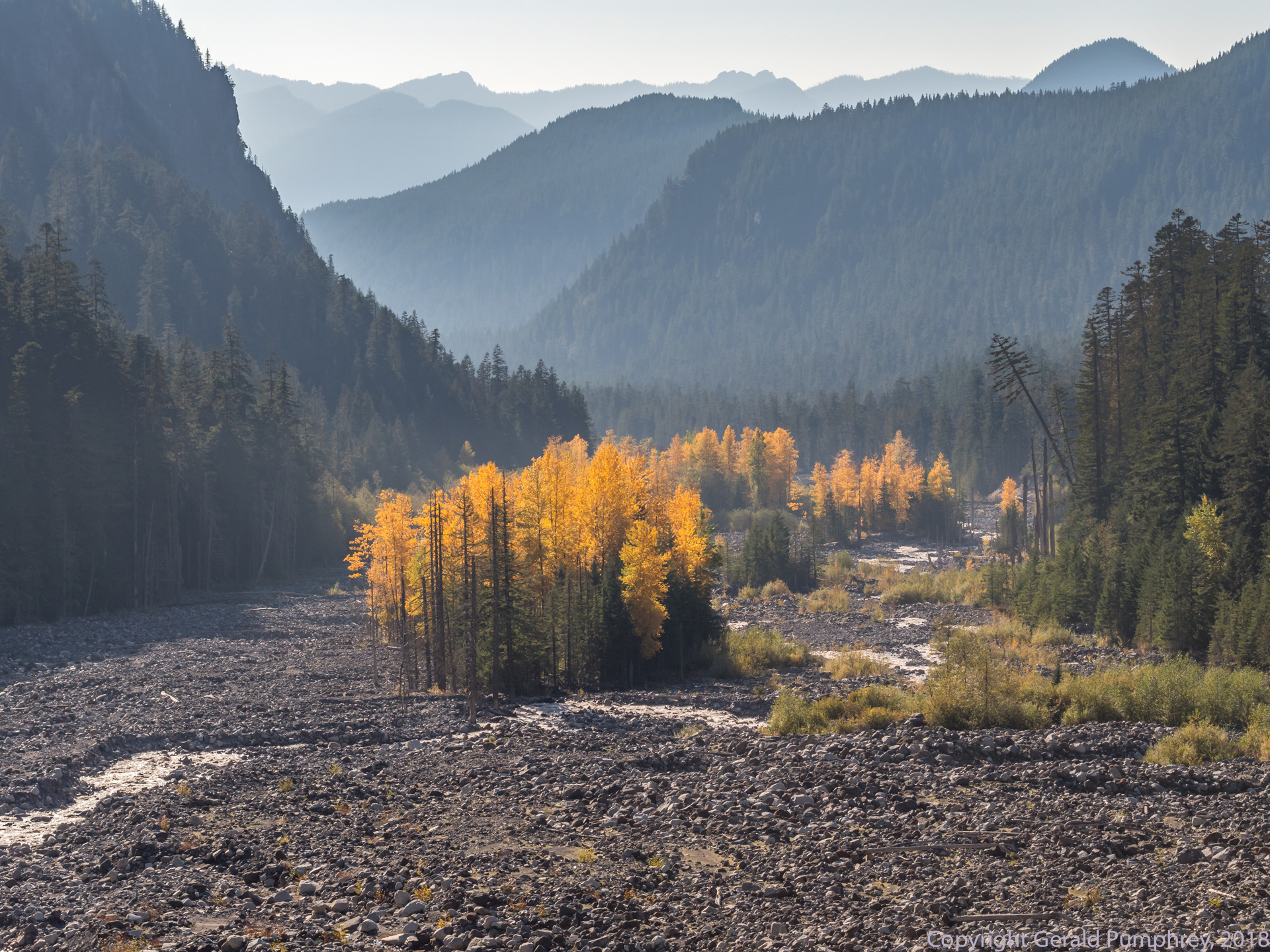Larches from Glacier Bridge