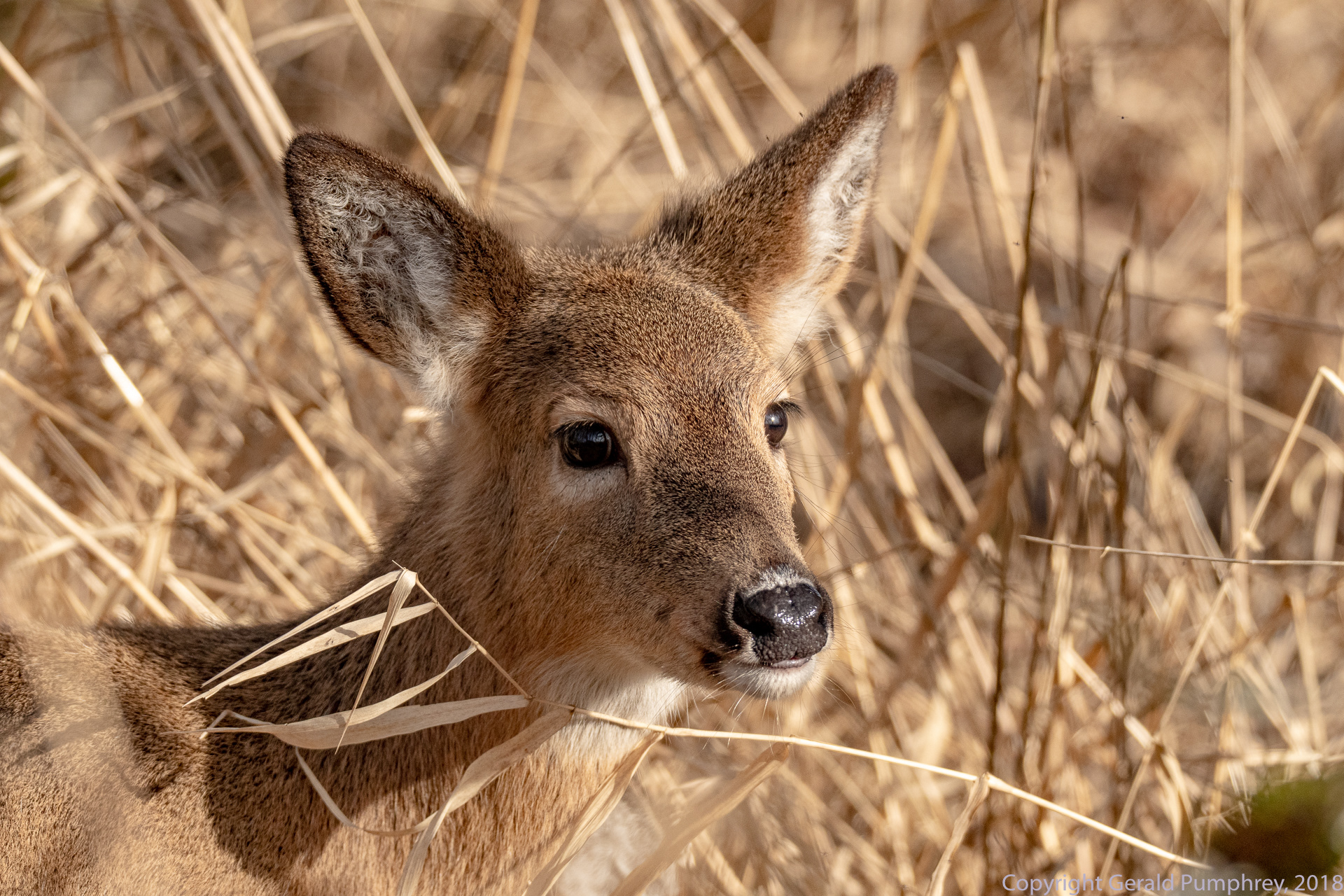 Columbia Blacktail Deer