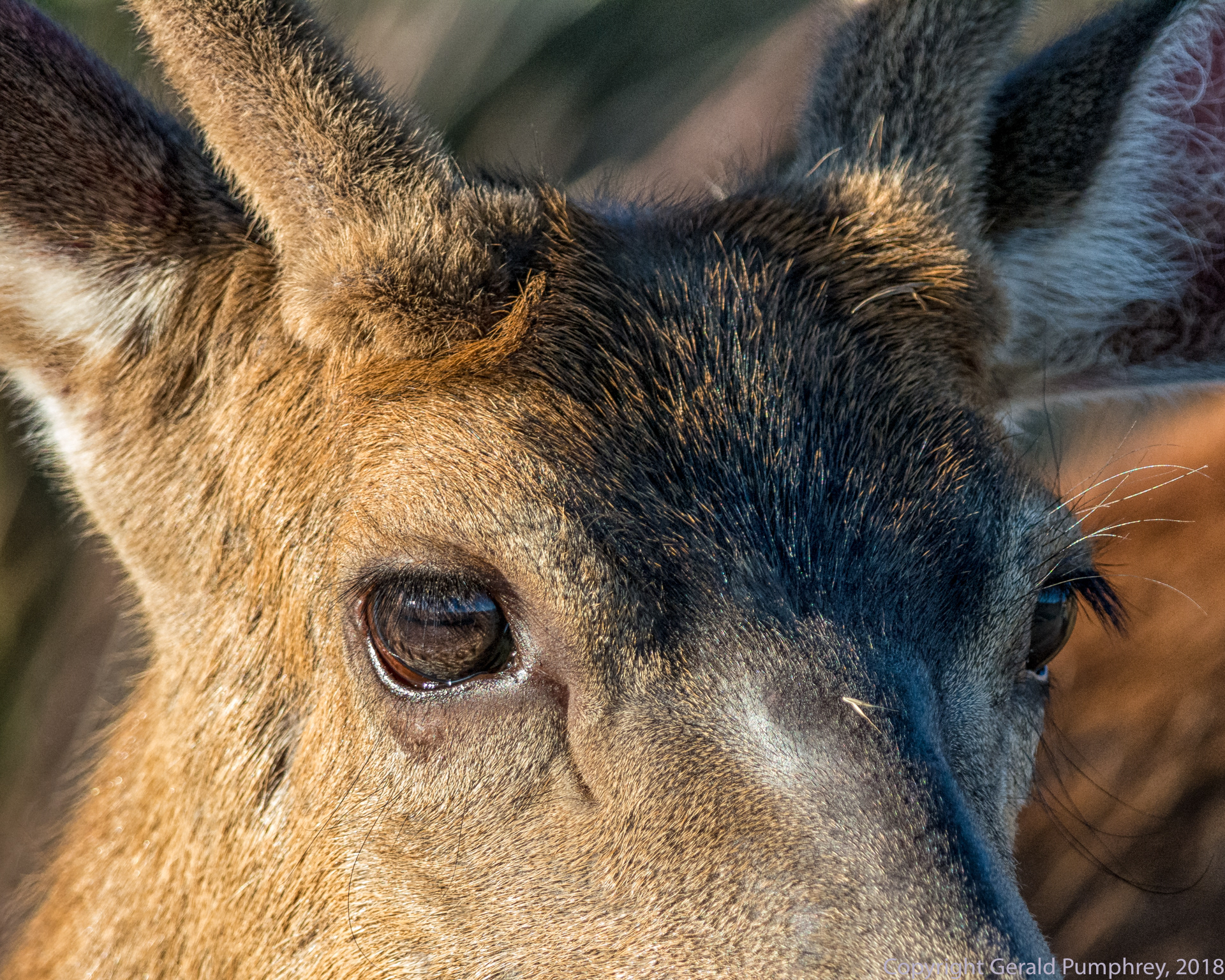 Columbia Blacktail Buck in Velvet