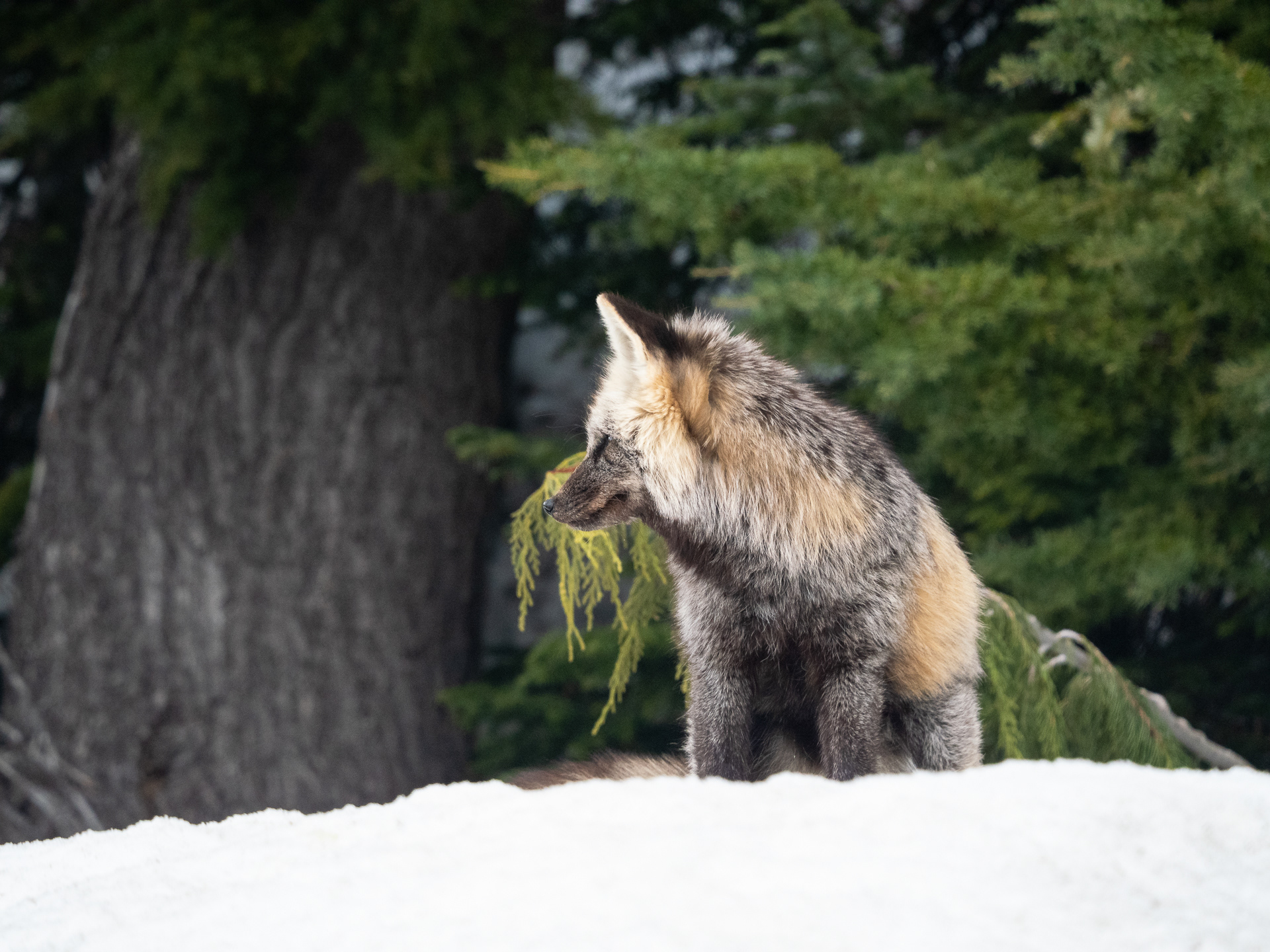 Cascade Red Fox