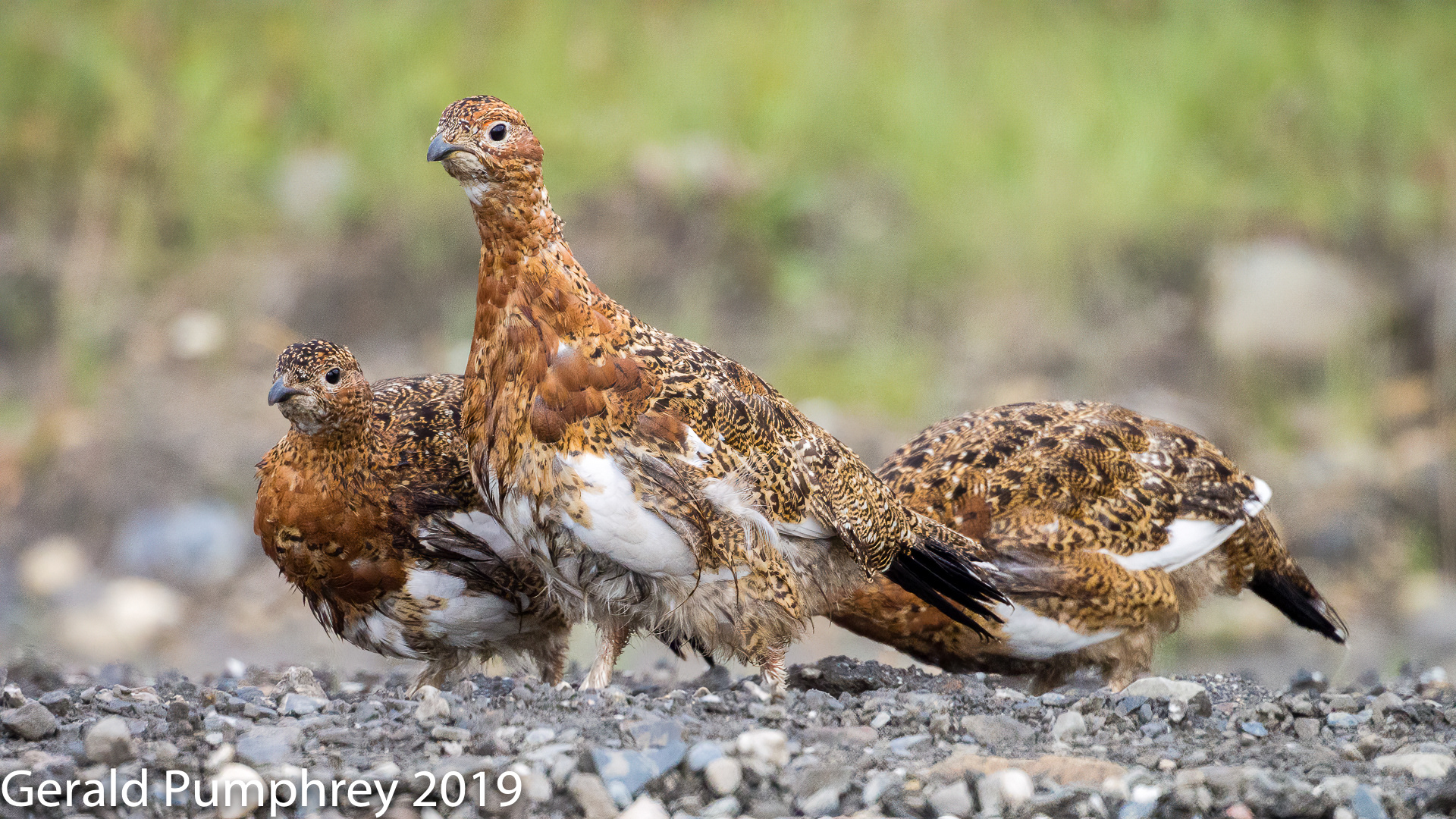 Willow Ptarmigan