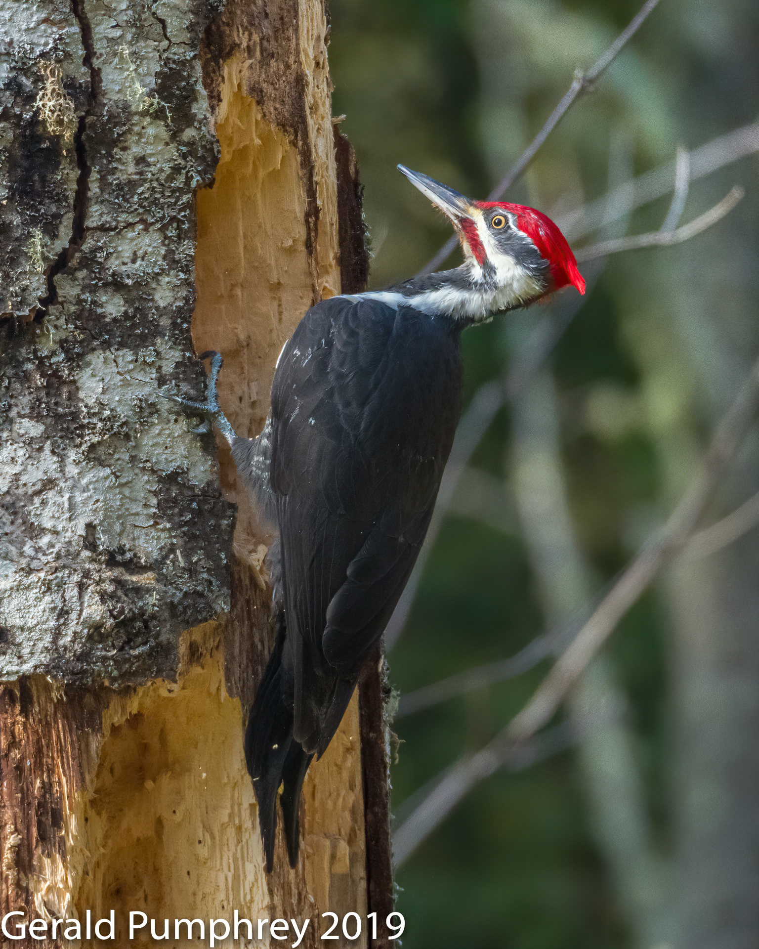 Pileated Woodpecker