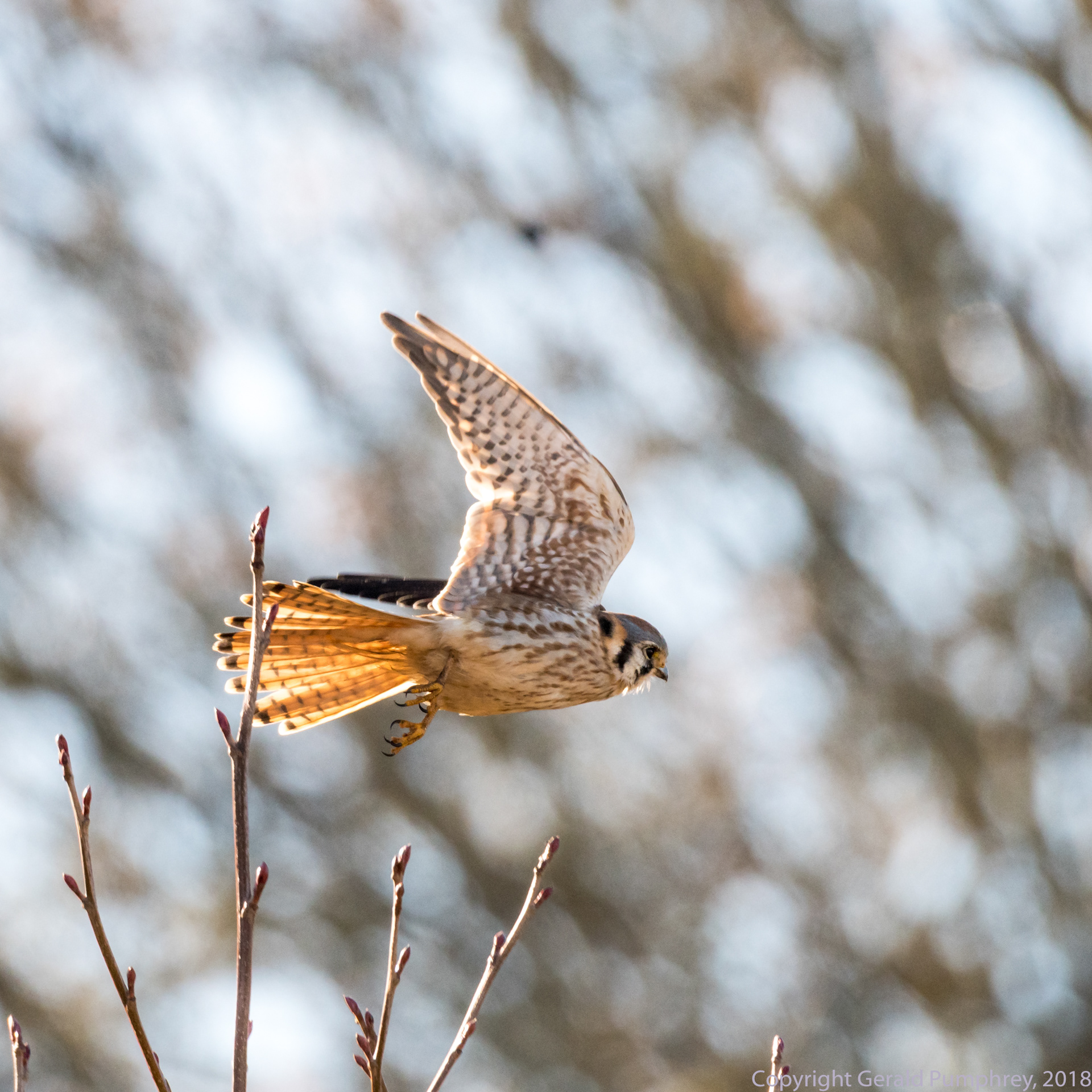American Kestrel