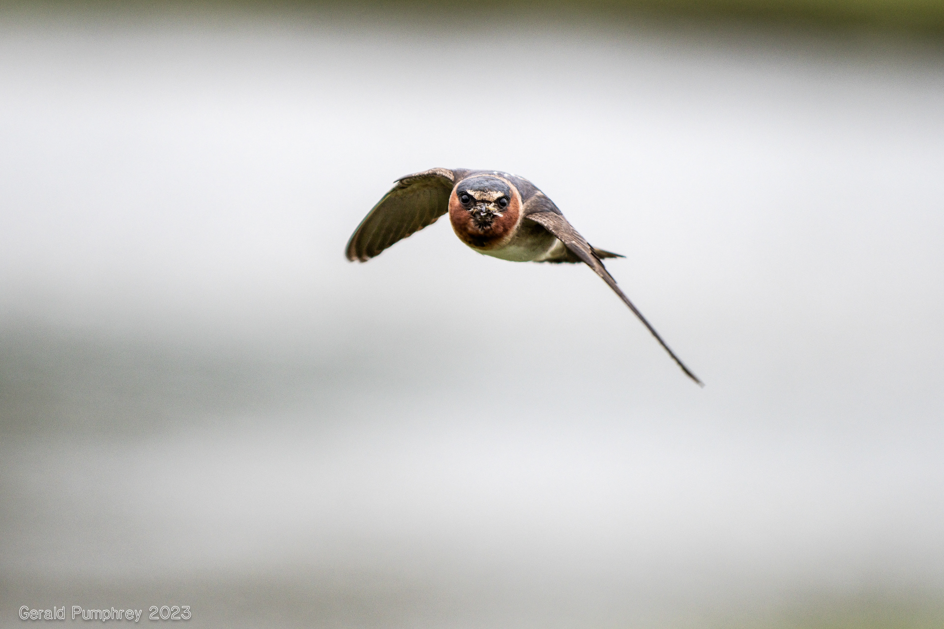 Cliff Swallow