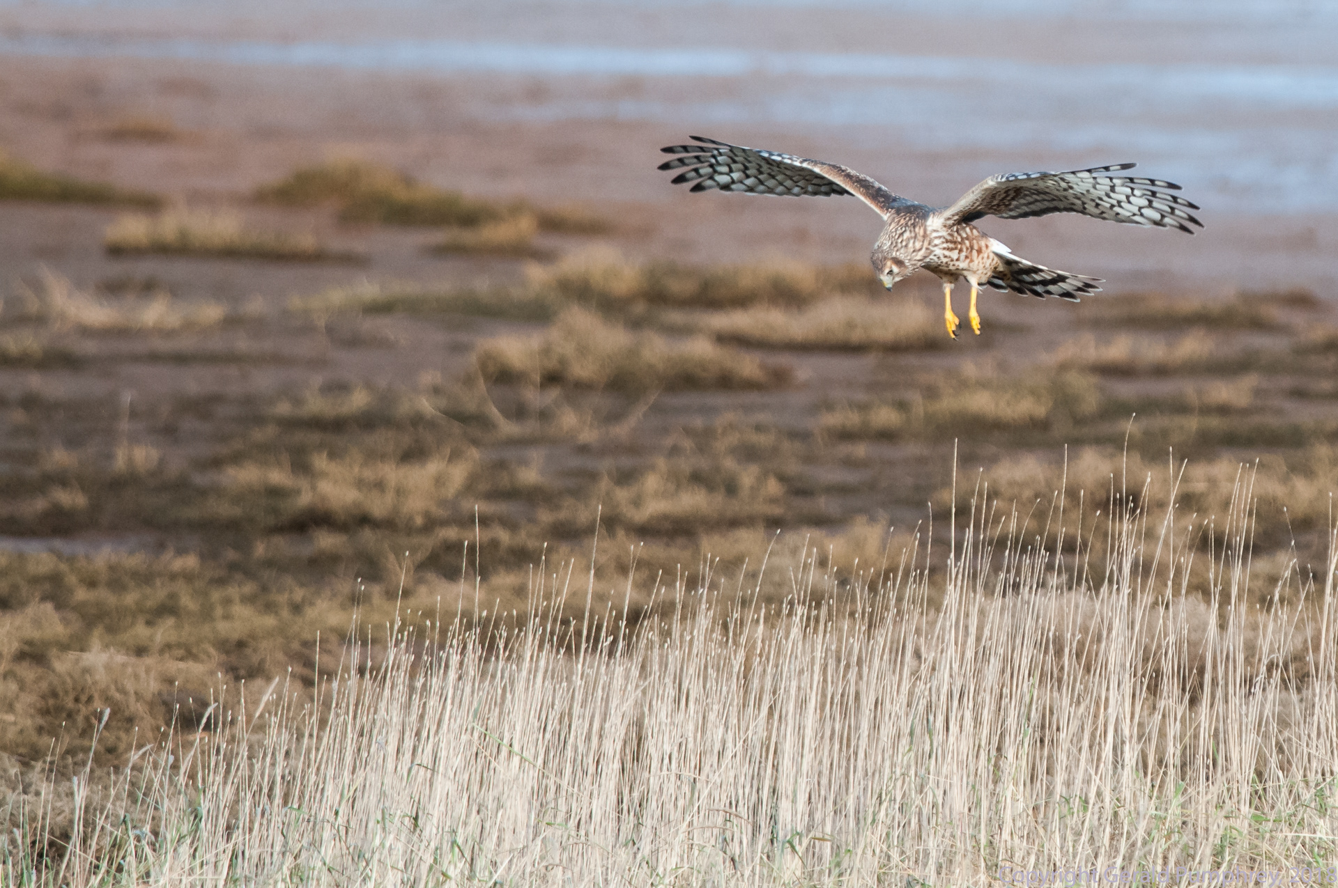 Northern Harrier