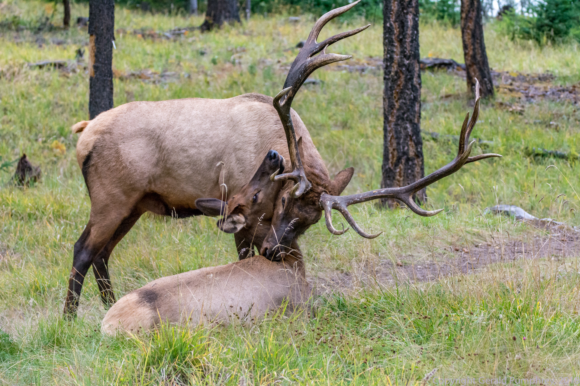 Bull and Cow Elk