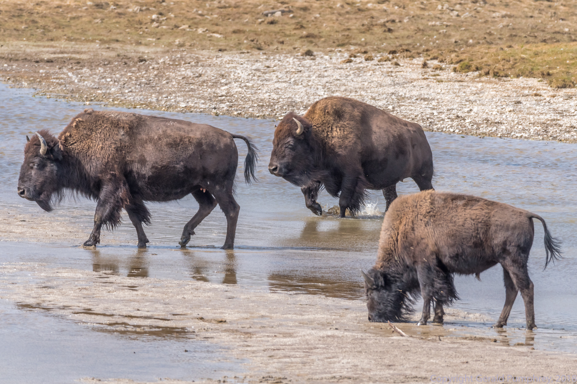 Bison